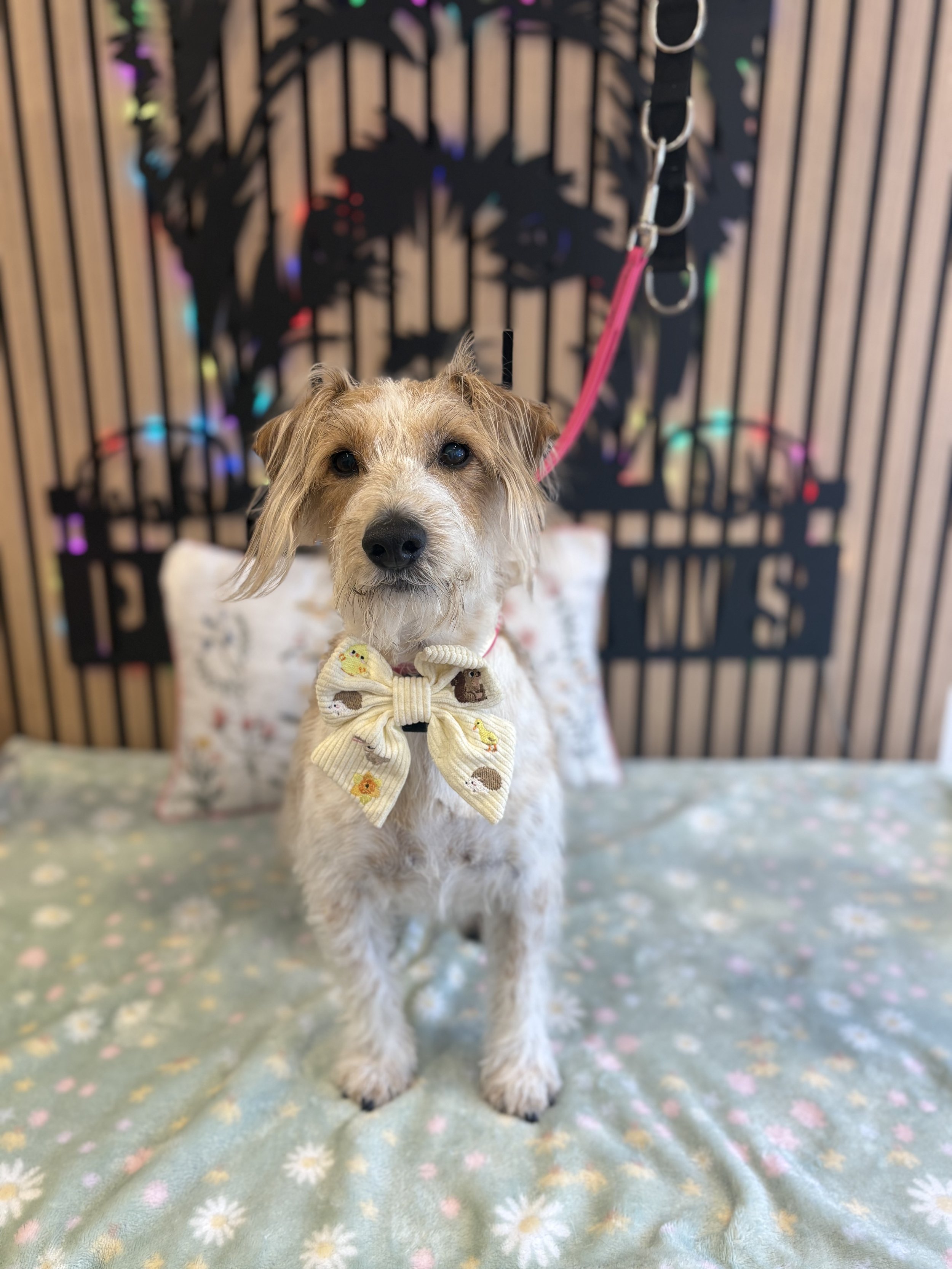 Ted - Full Groom