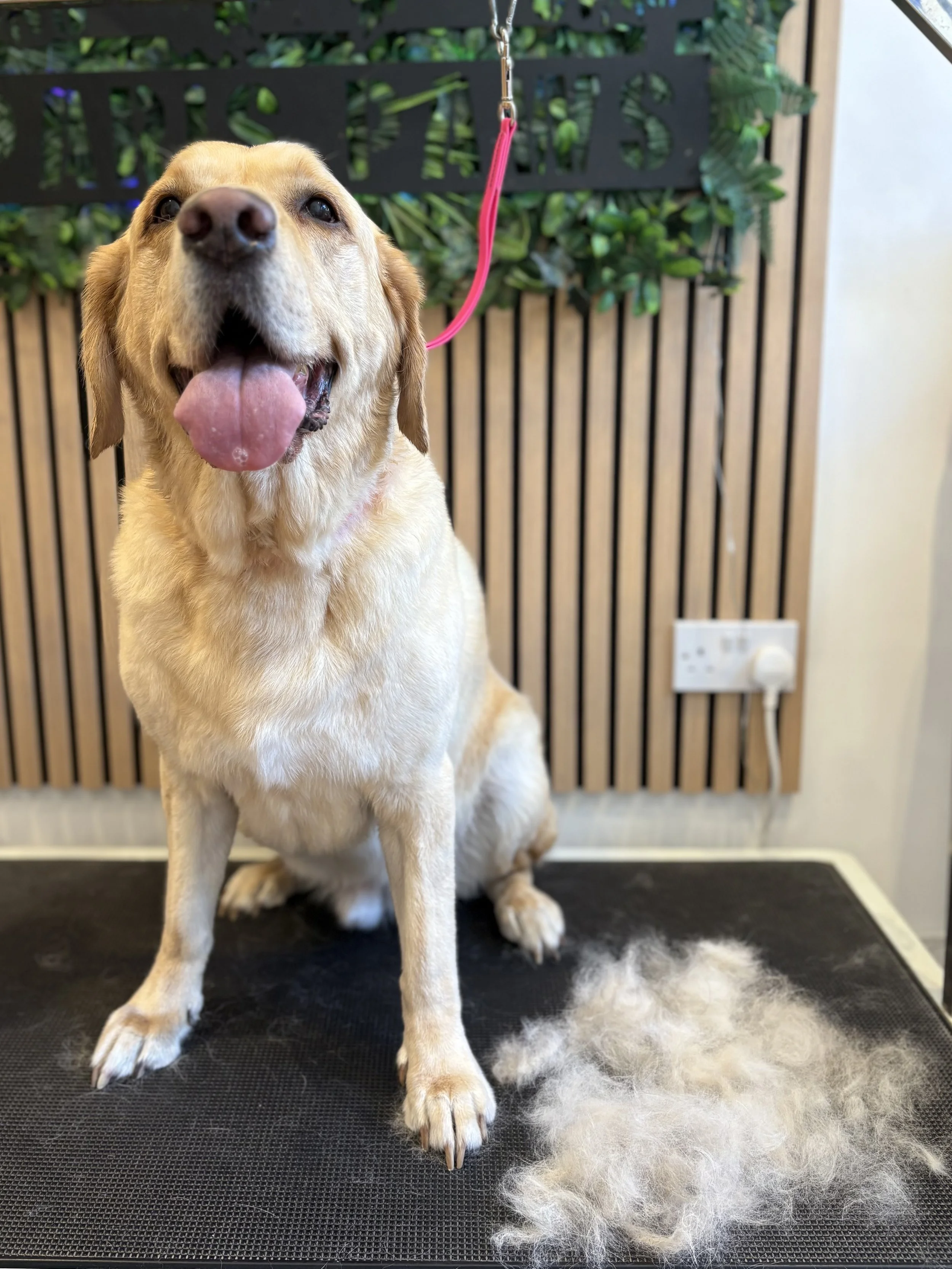 Finn - Deshed Groom