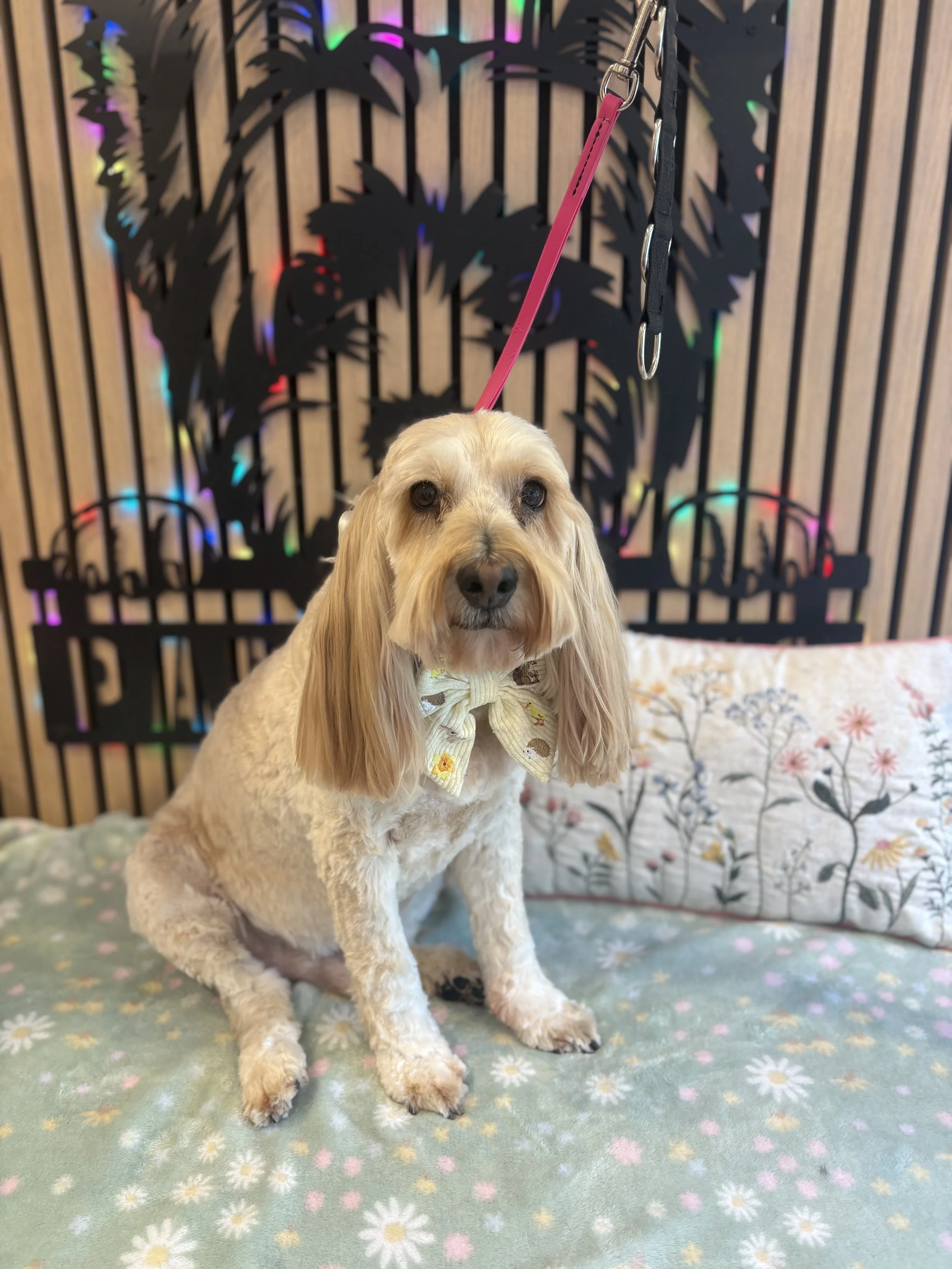 Chas - Full Groom