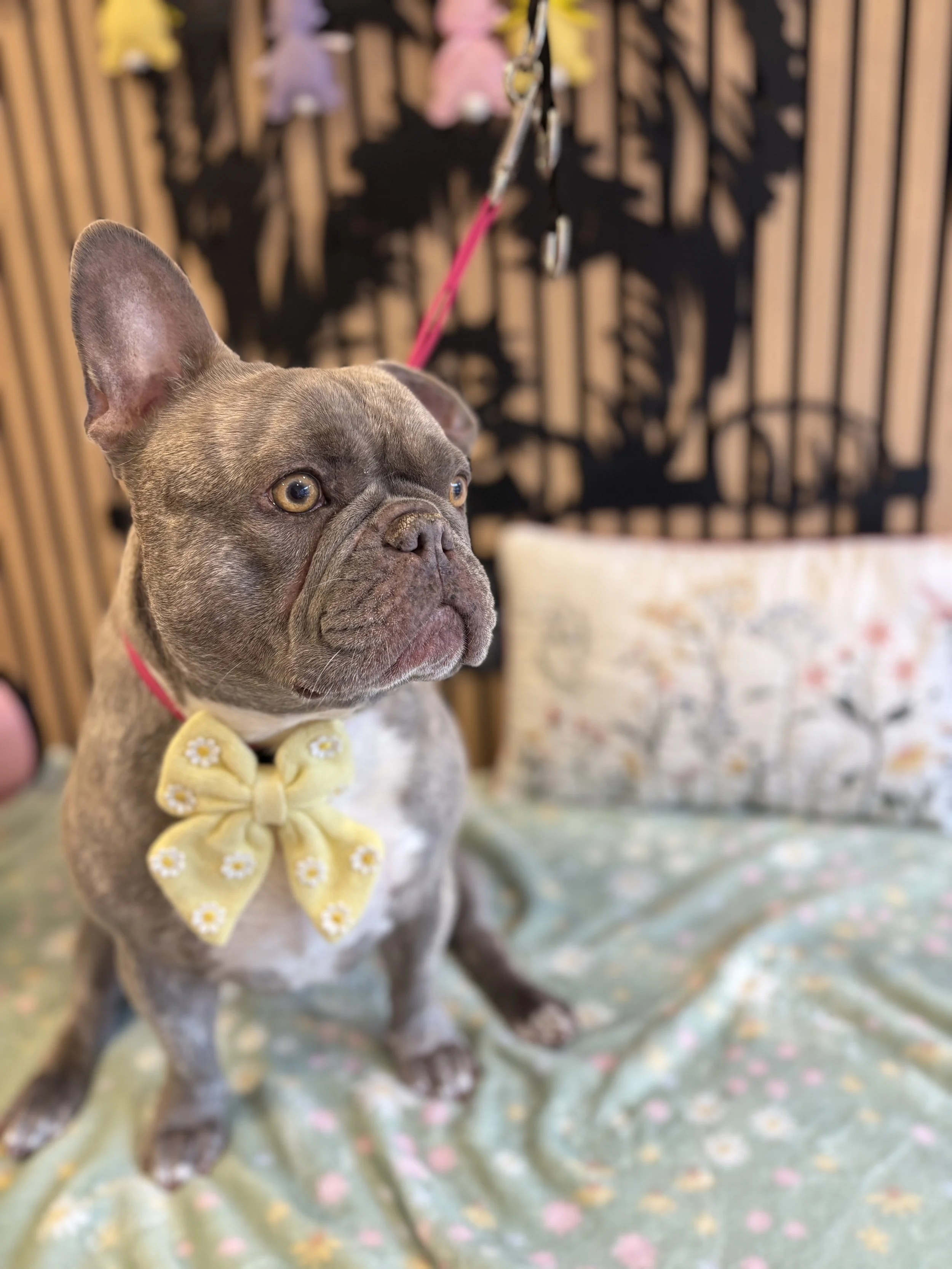 Dottie - Bath & Tidy