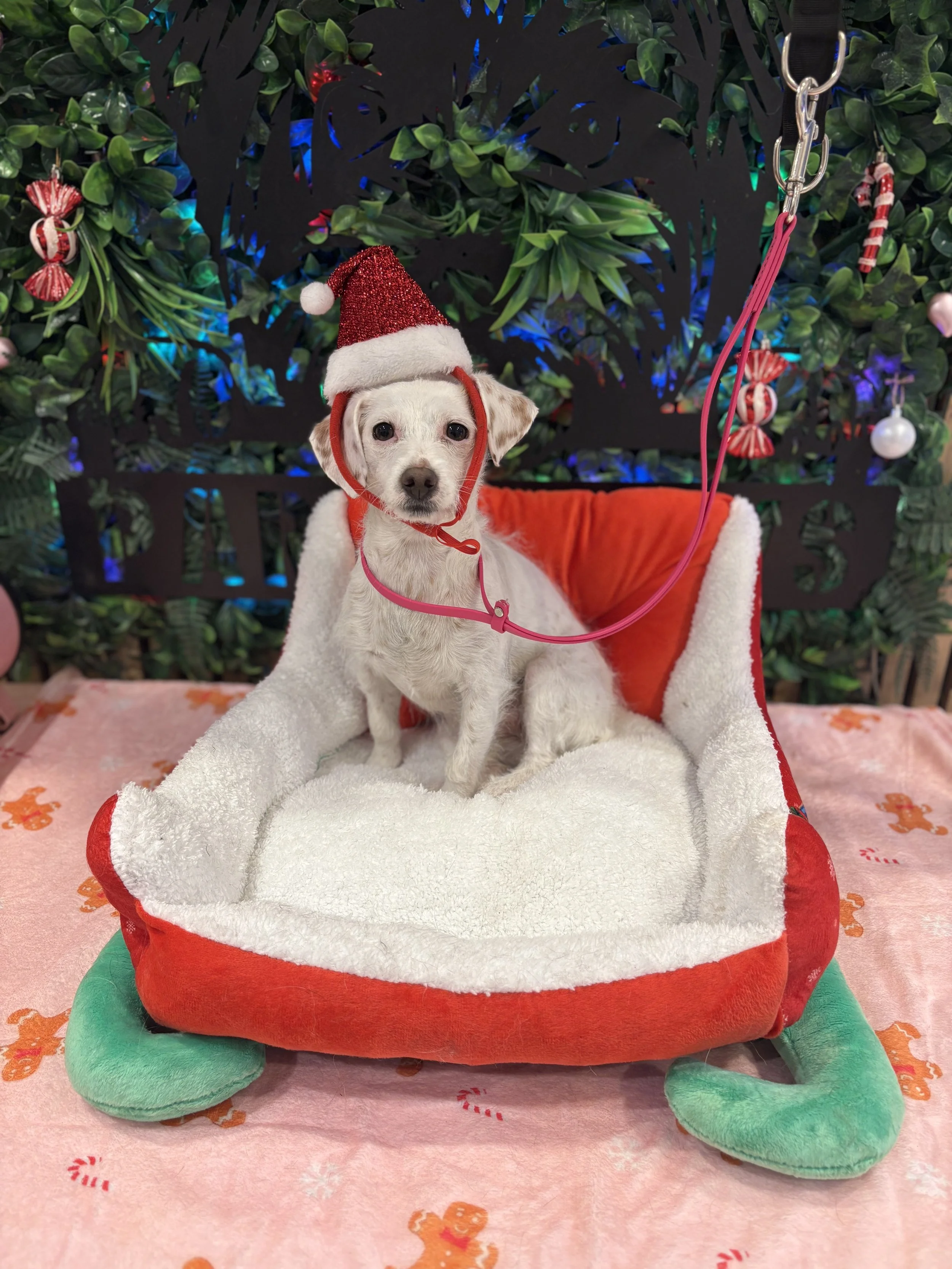 Snowy - Bath & Blowdry