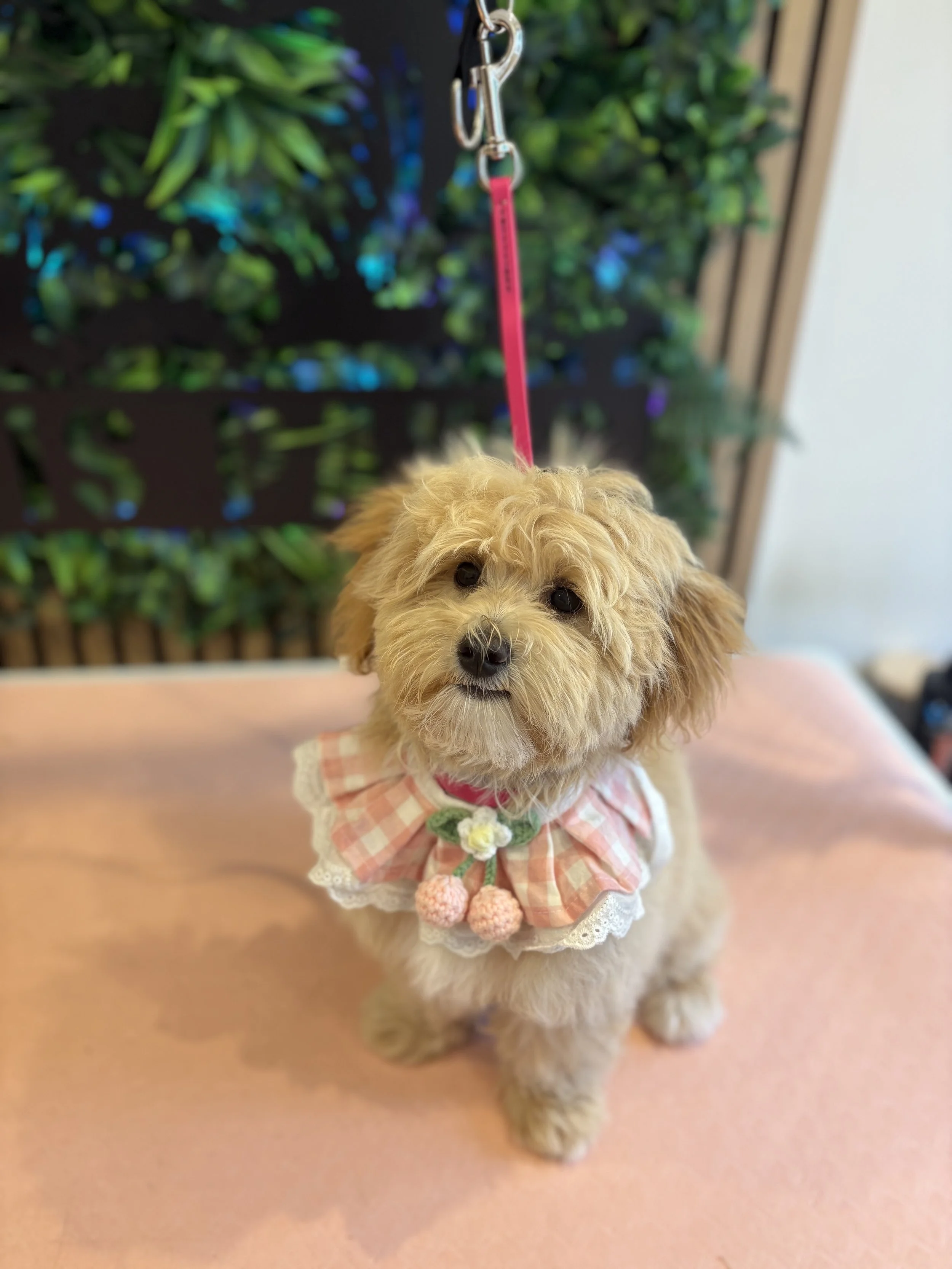 Daisy - Puppy Groom