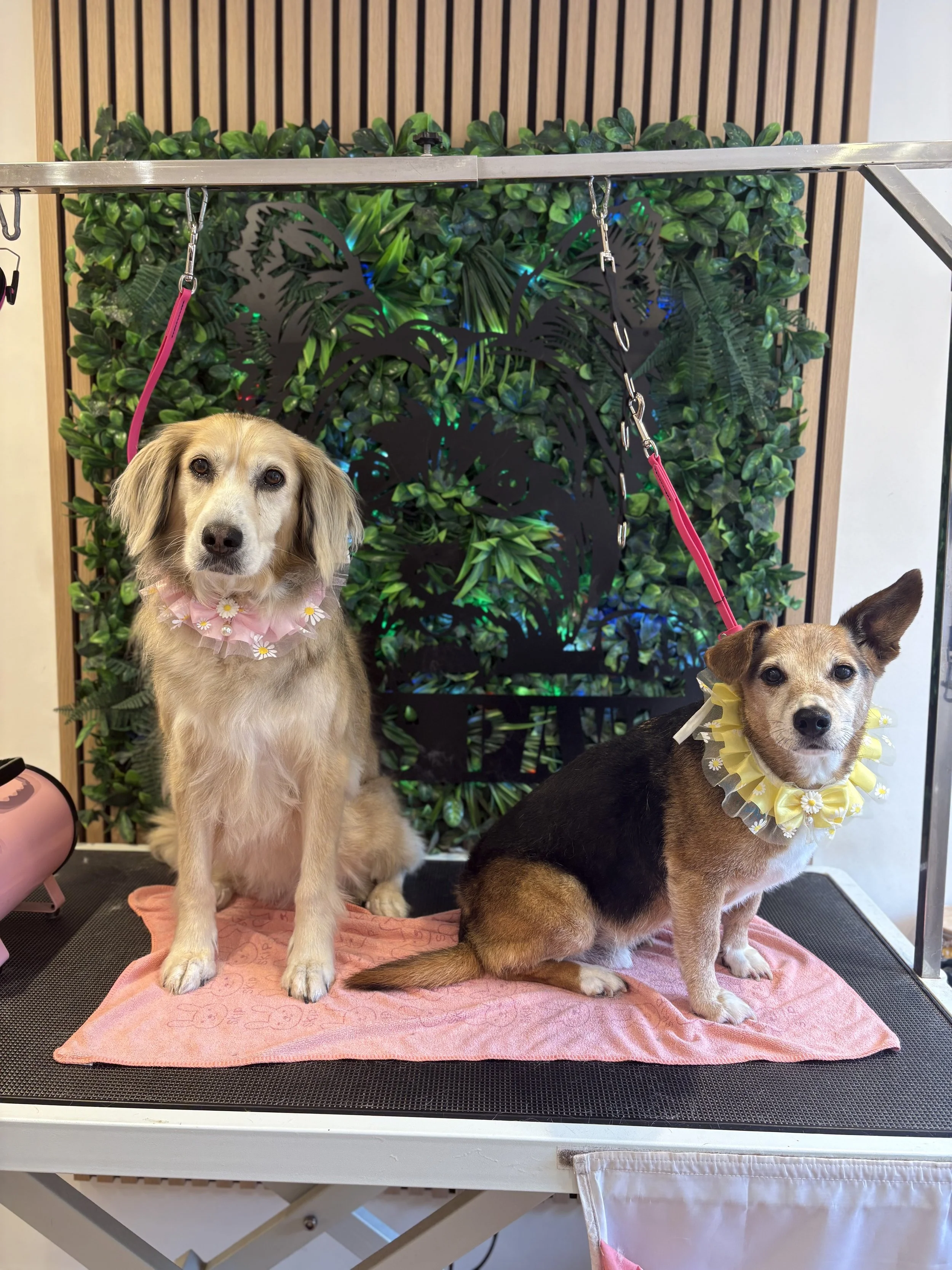 Peaches & Chip