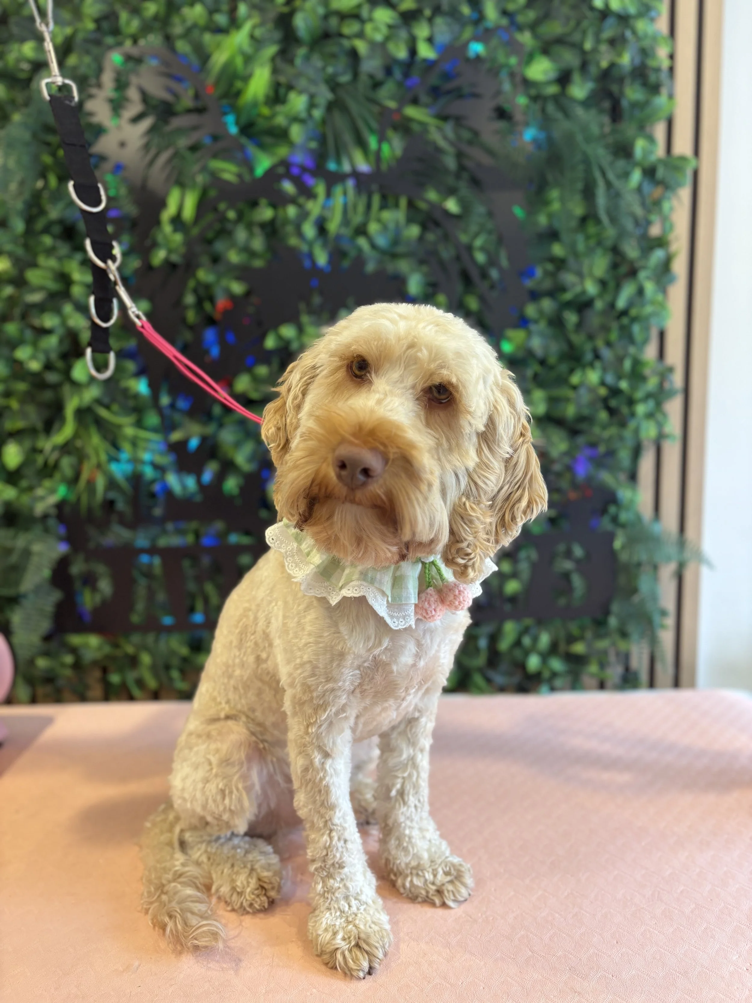 Scamp - Full Groom