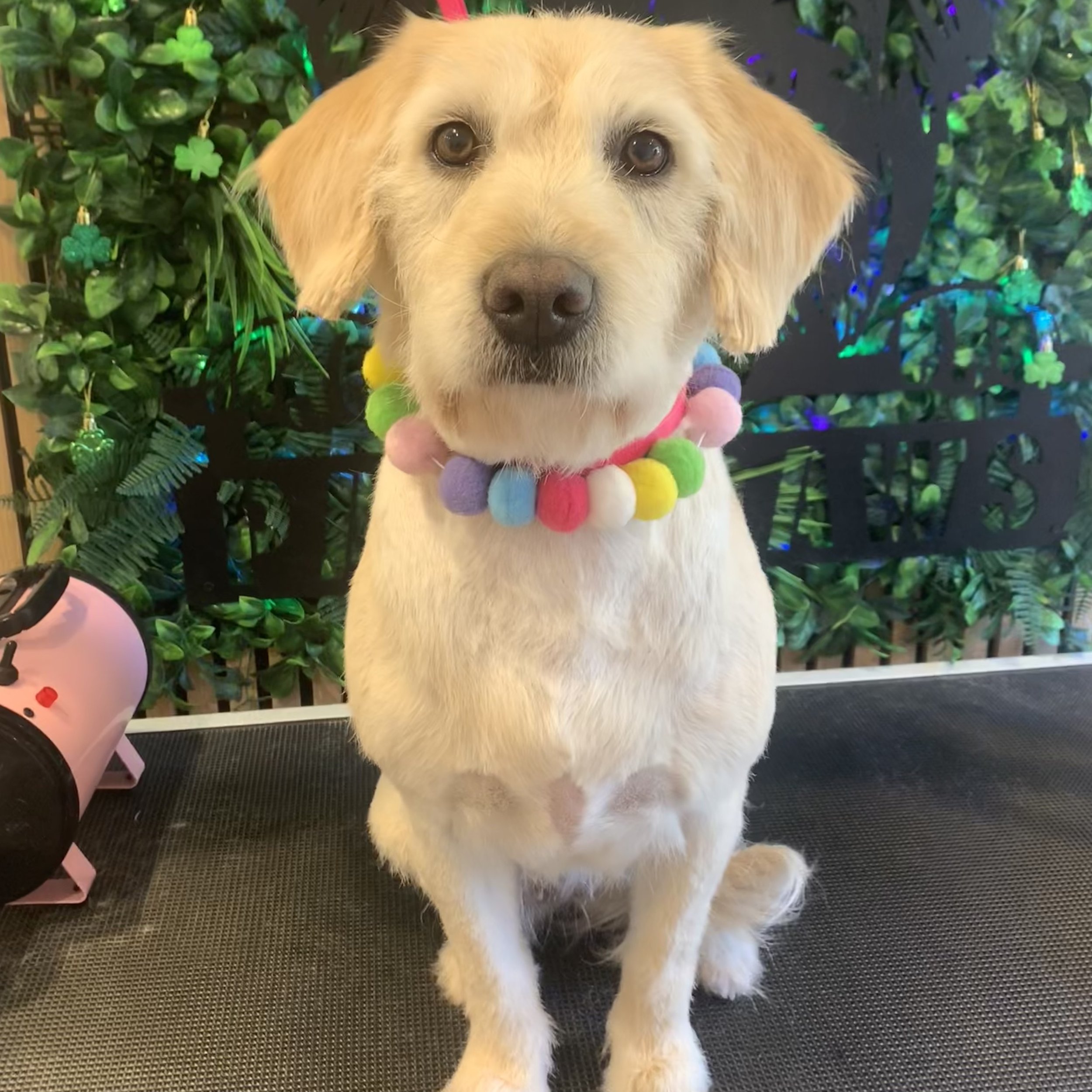 Luna - Full Groom