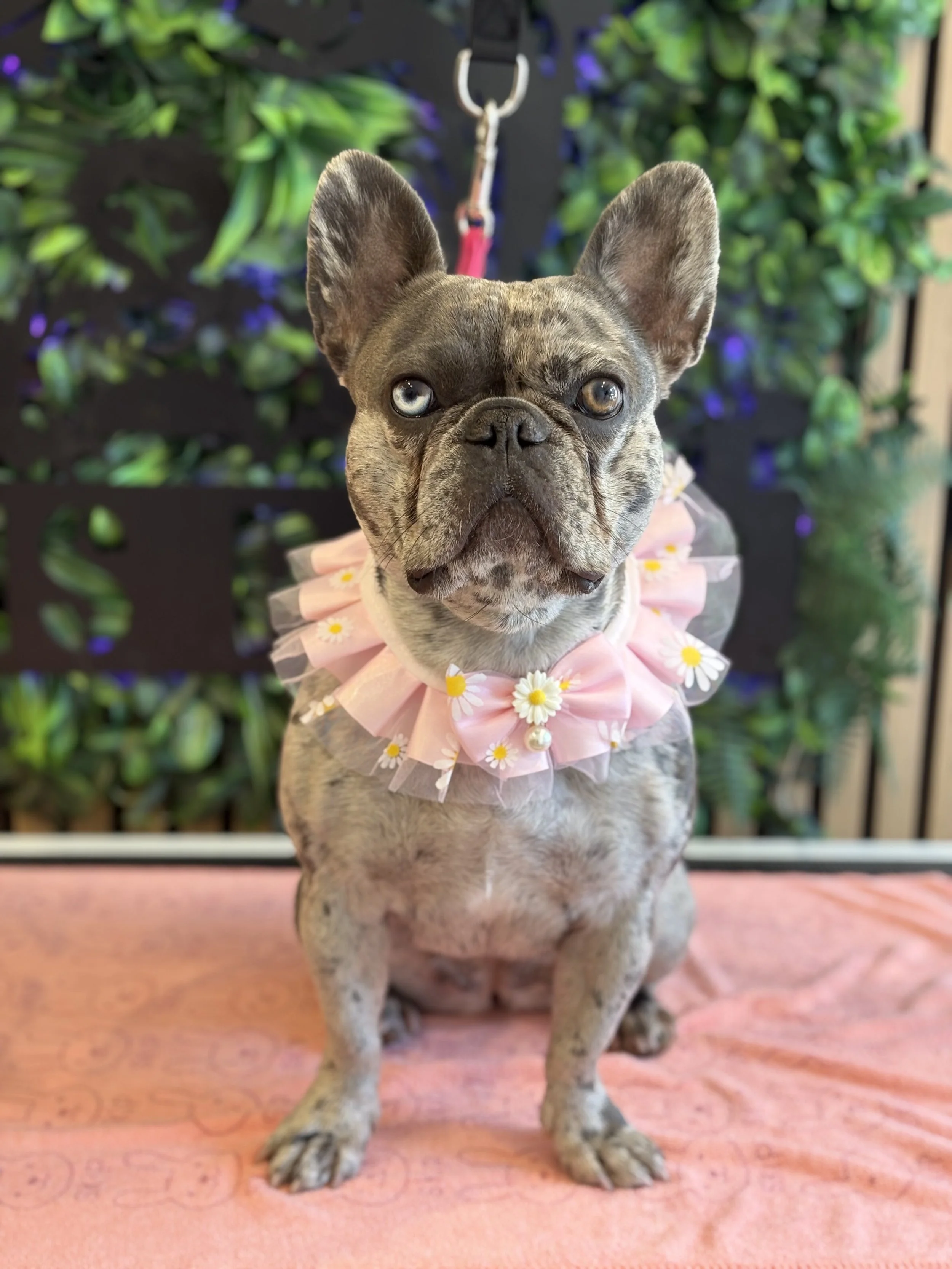 Lilo - Bath, Brush & Tidy