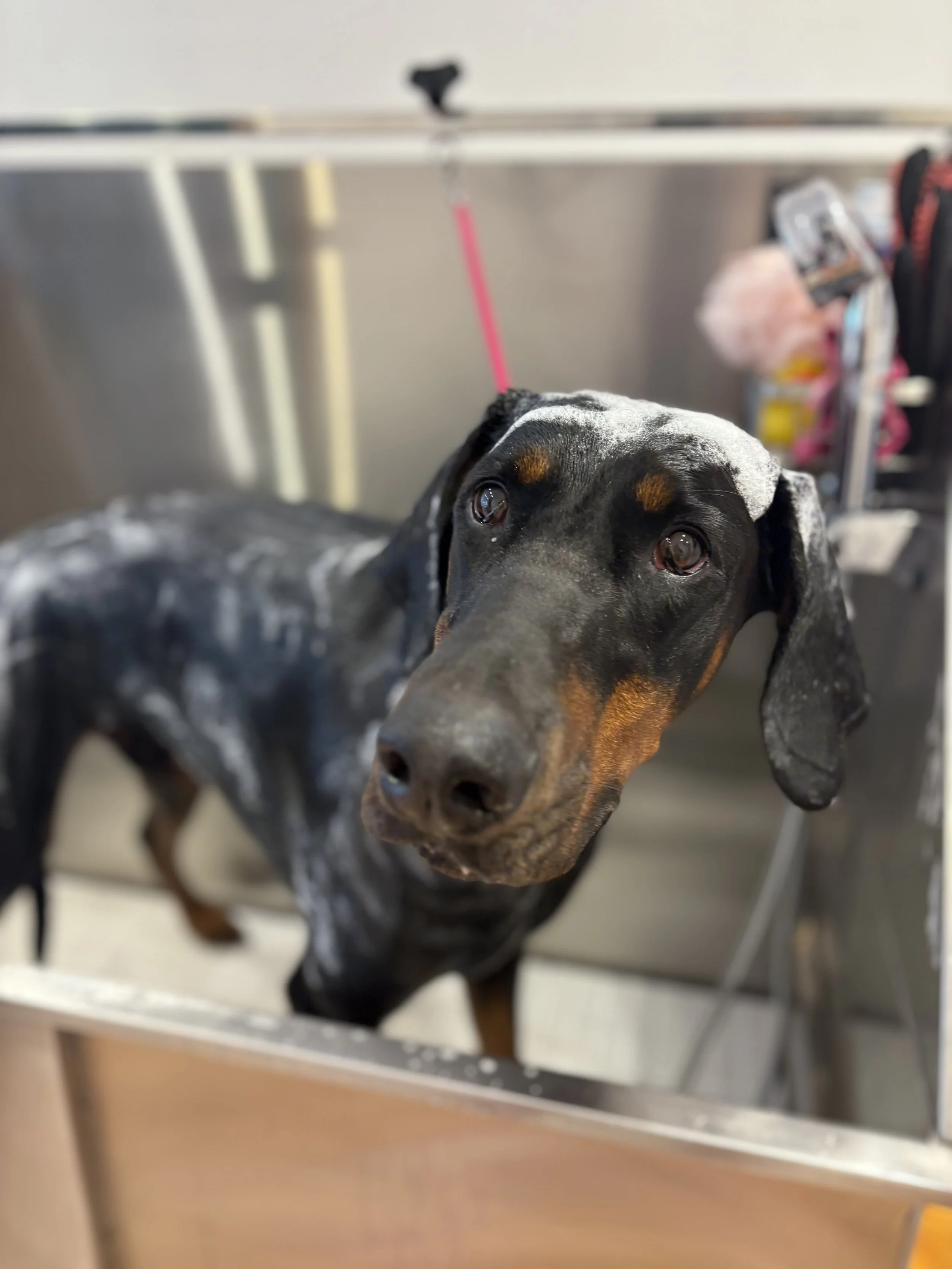 Rudi - Bath, Brush & Tidy