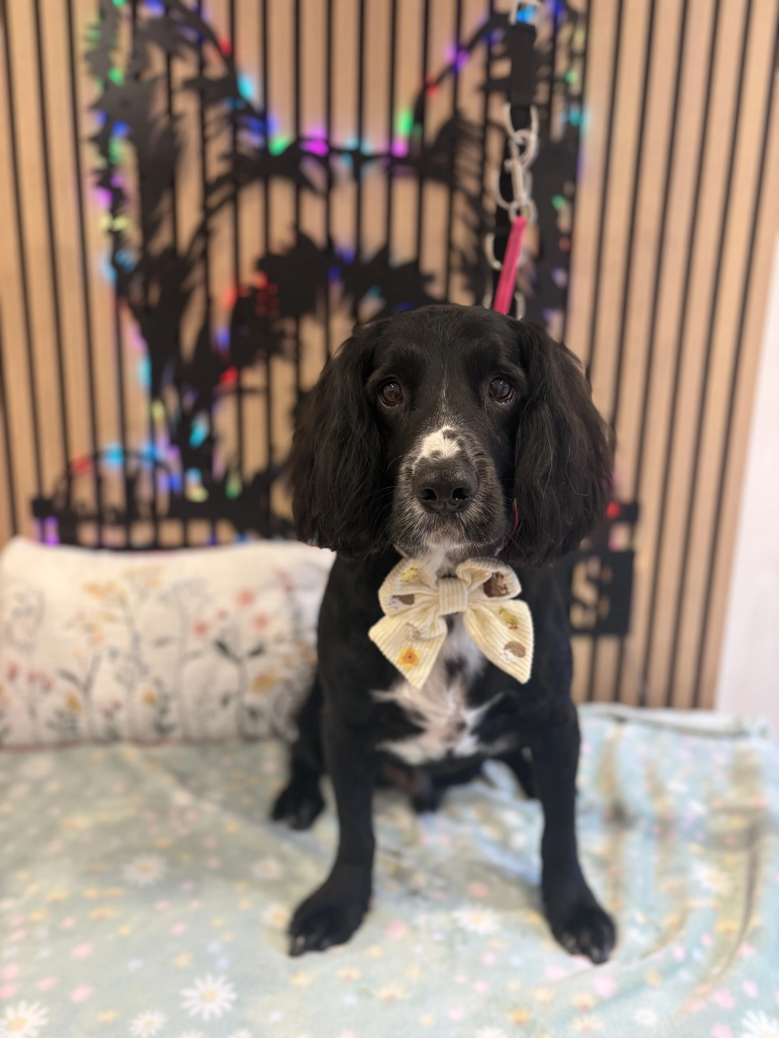 Benson - Full Groom