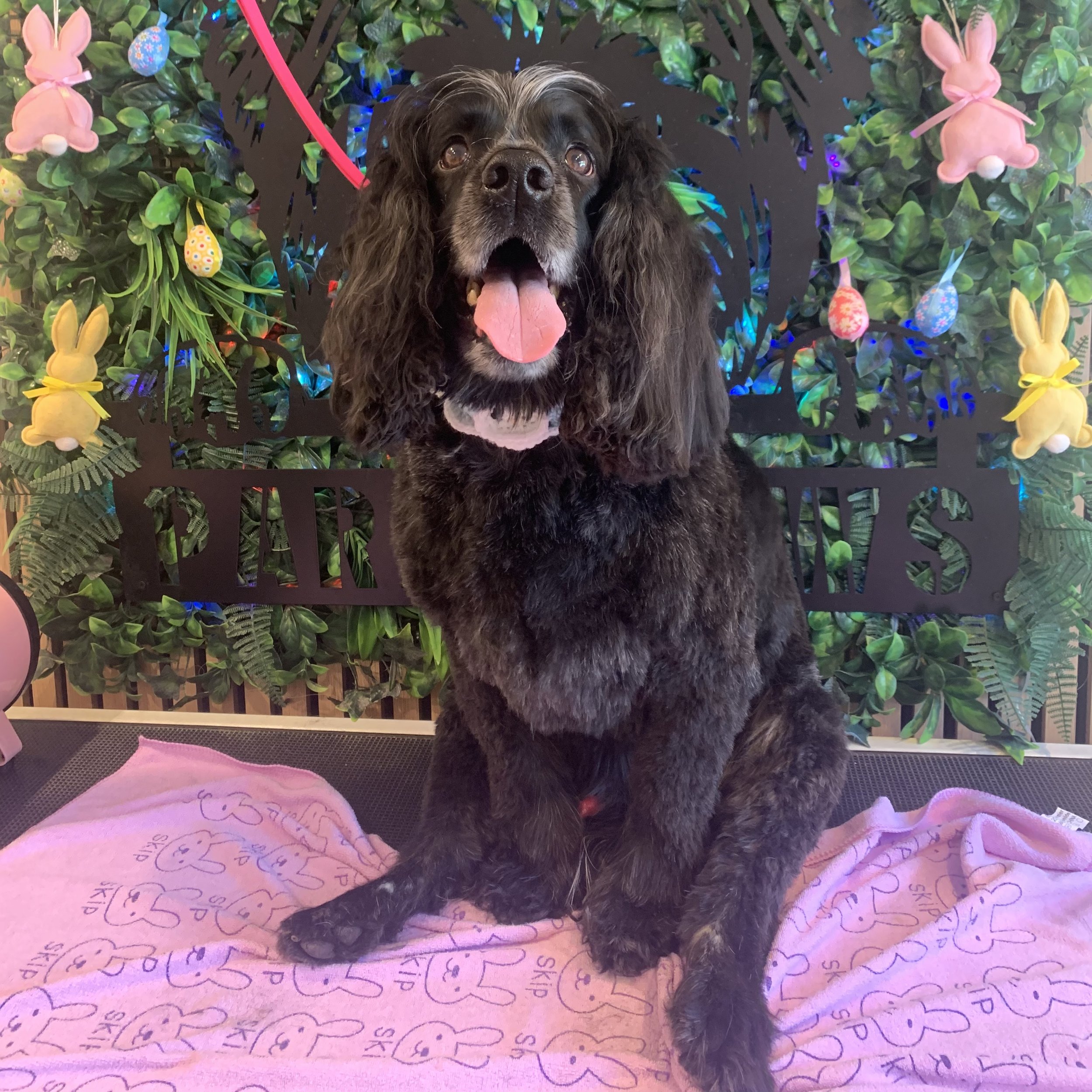 Merlin - Full Groom