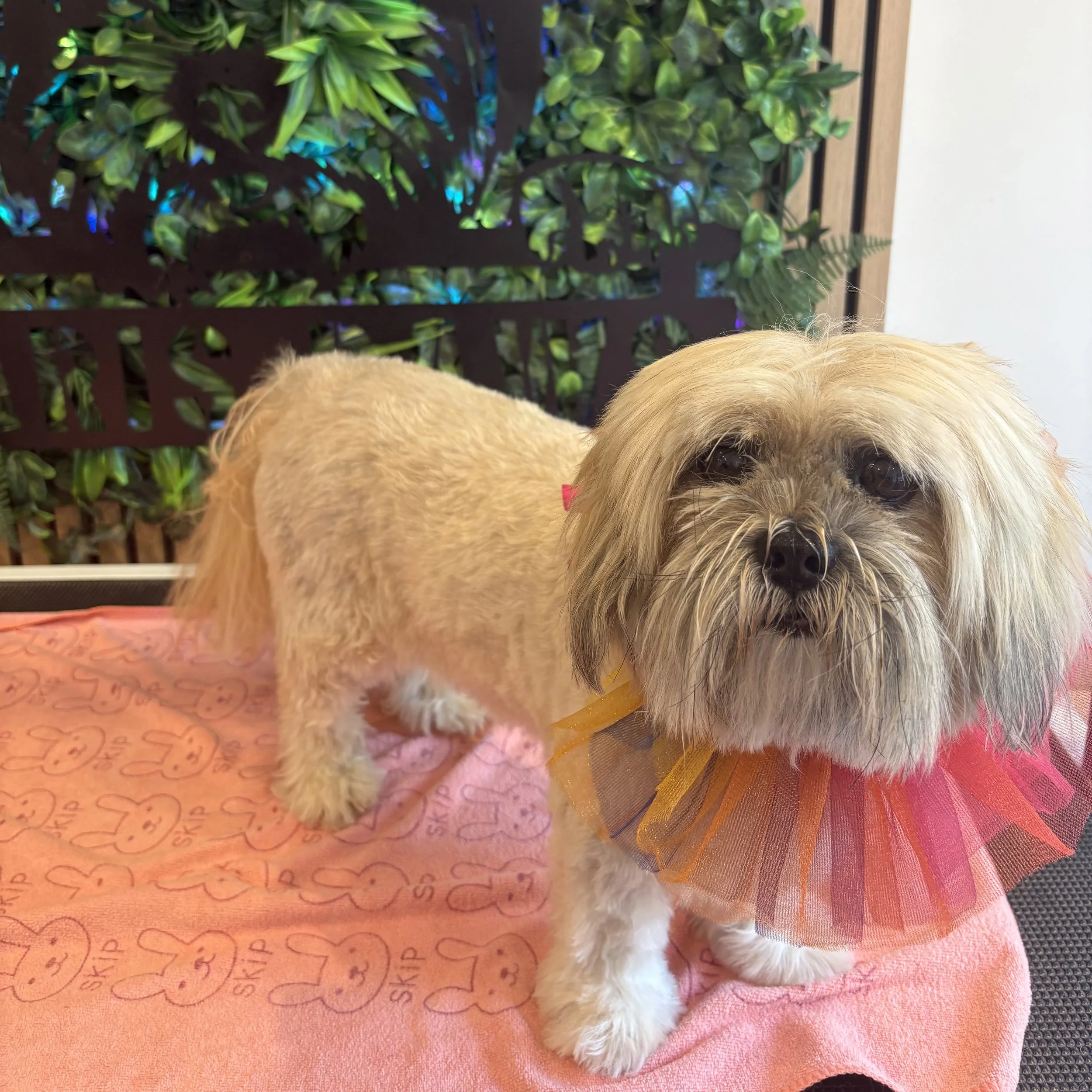Willow - Full Groom