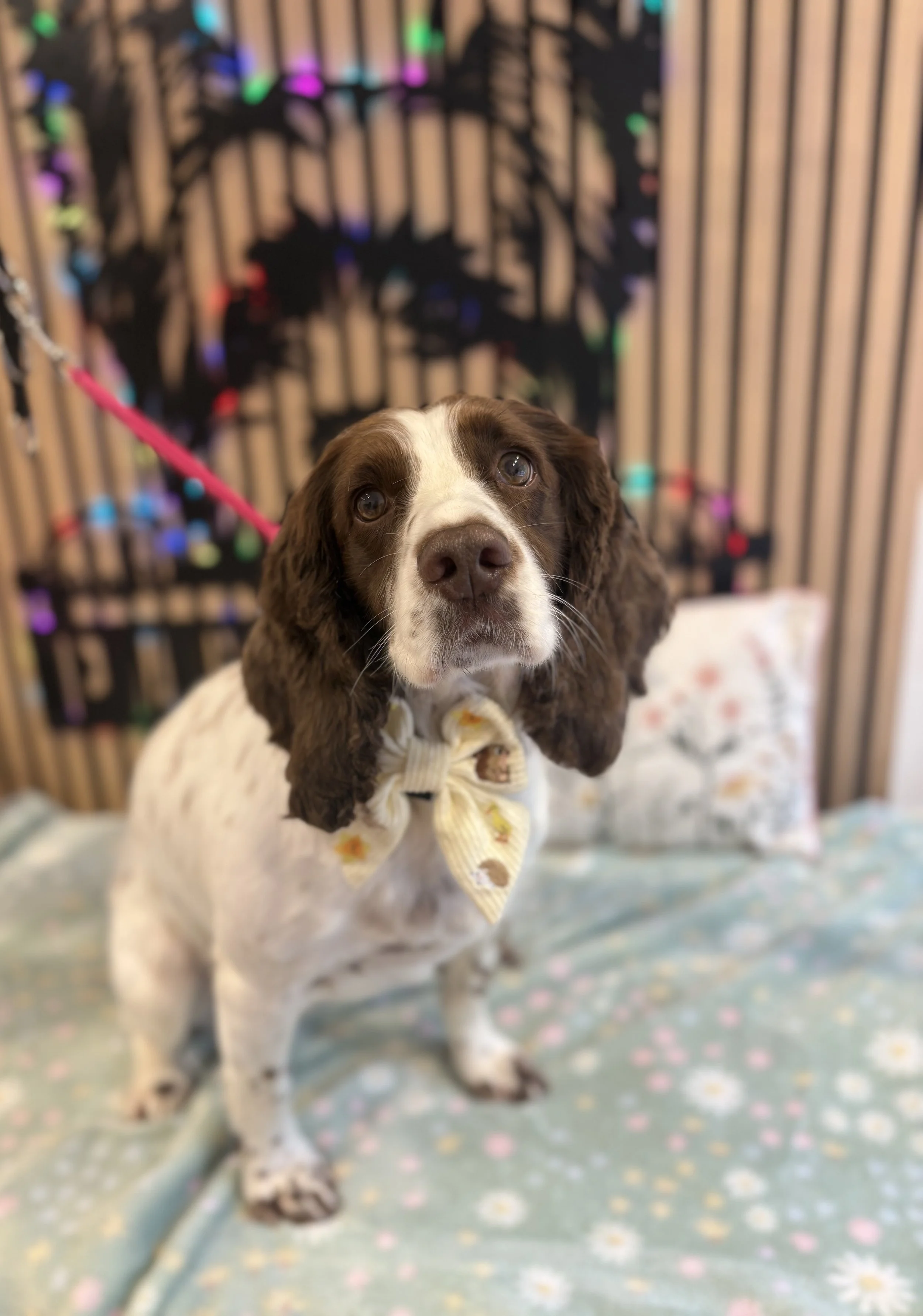 Isla - Full Groom