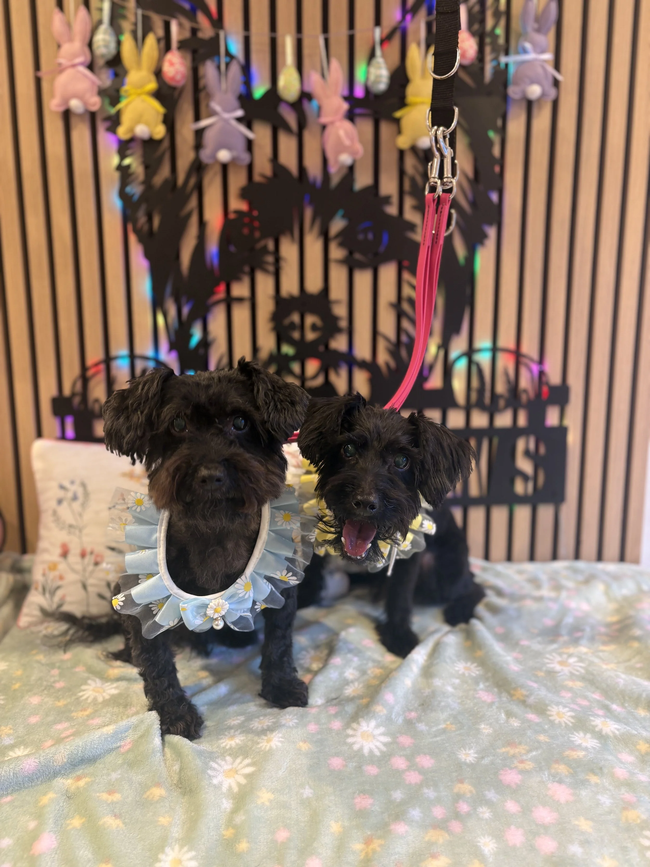 Charlie & Oscar - Full Groom