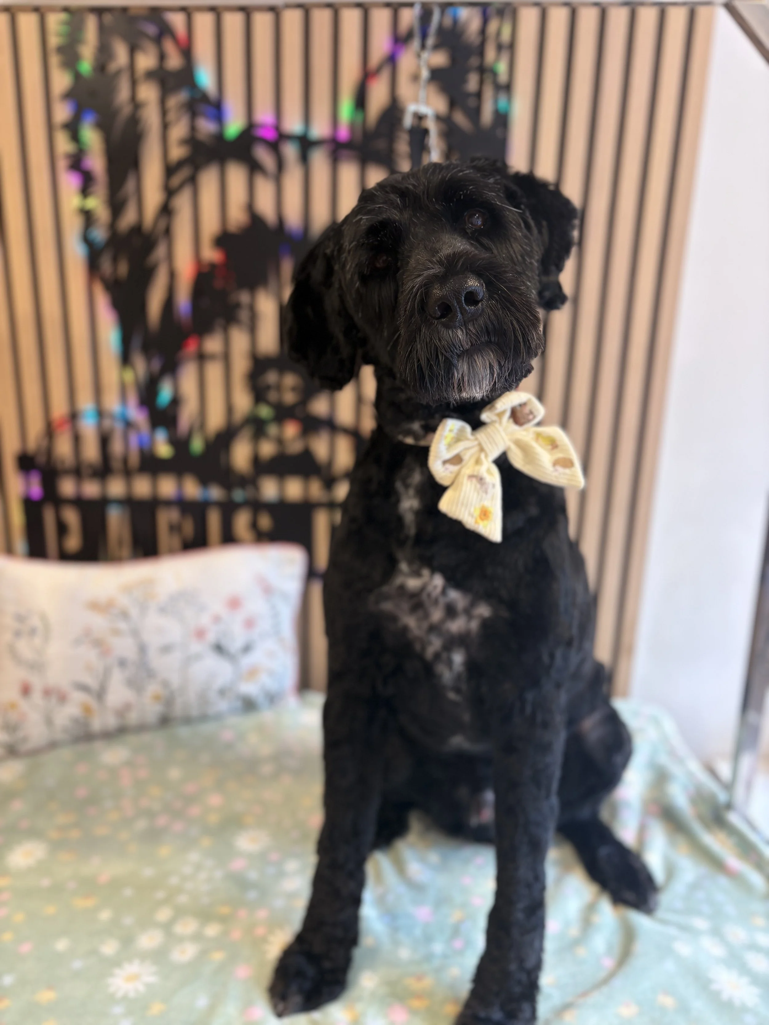 Rupert - Full Groom