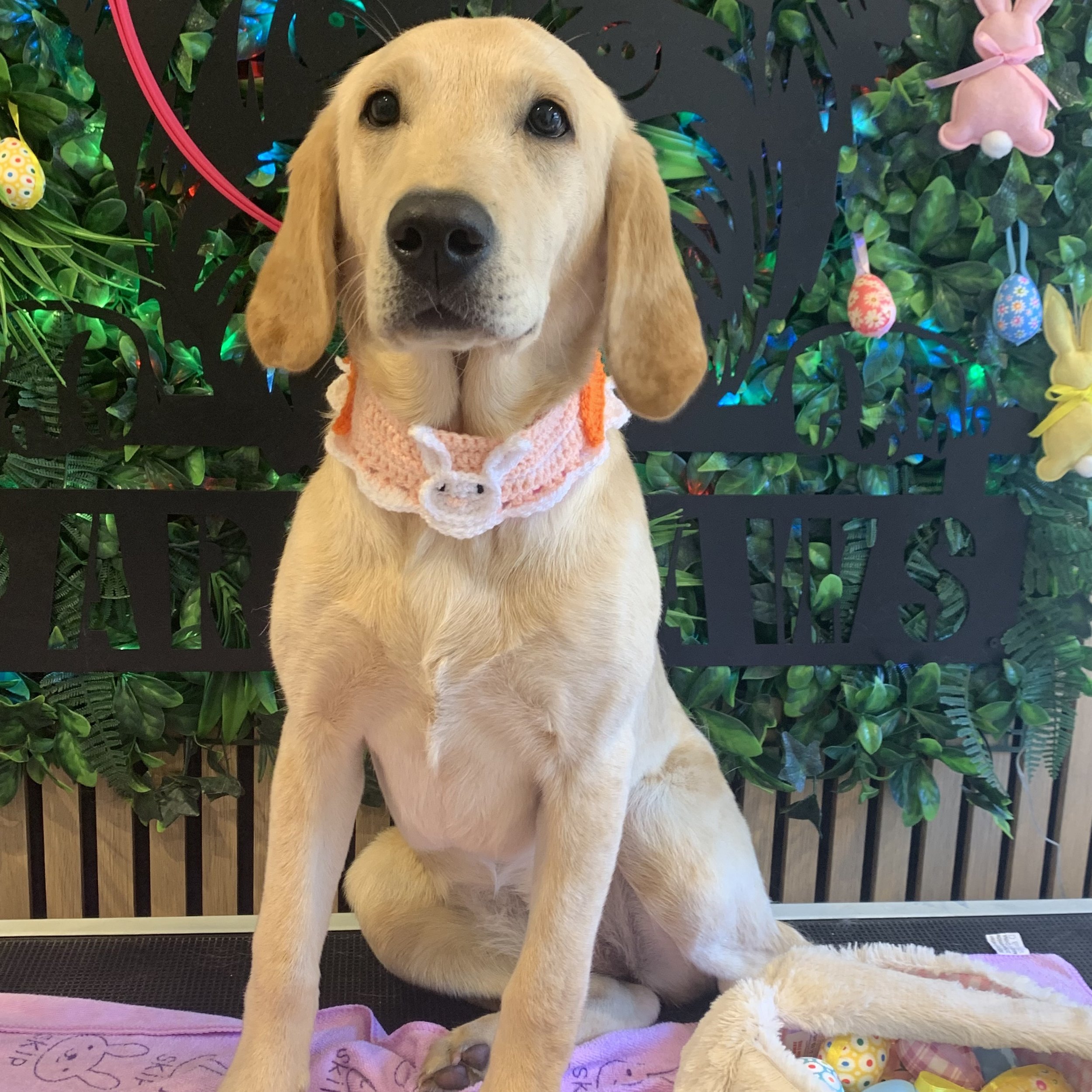 Millie - Puppy Groom