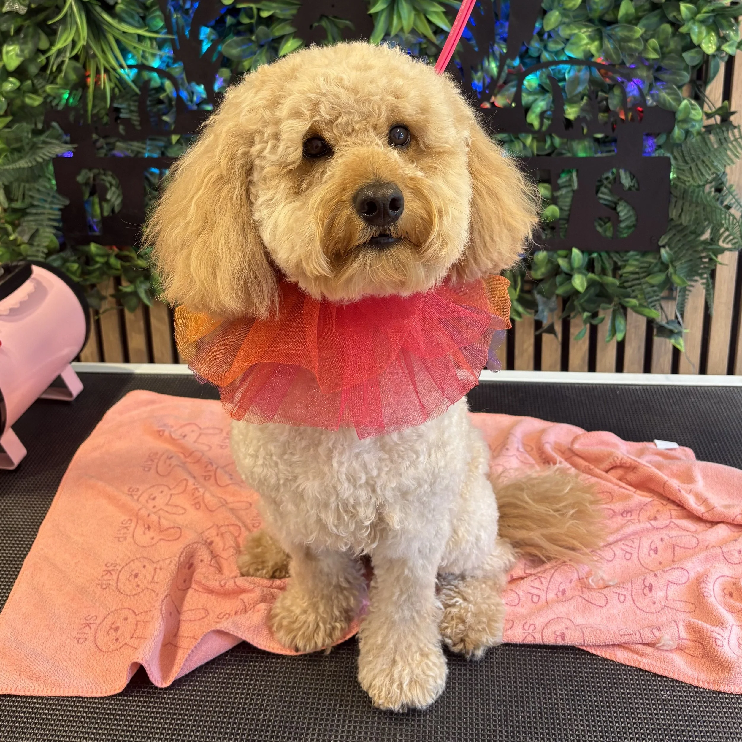 Ted - Full Groom