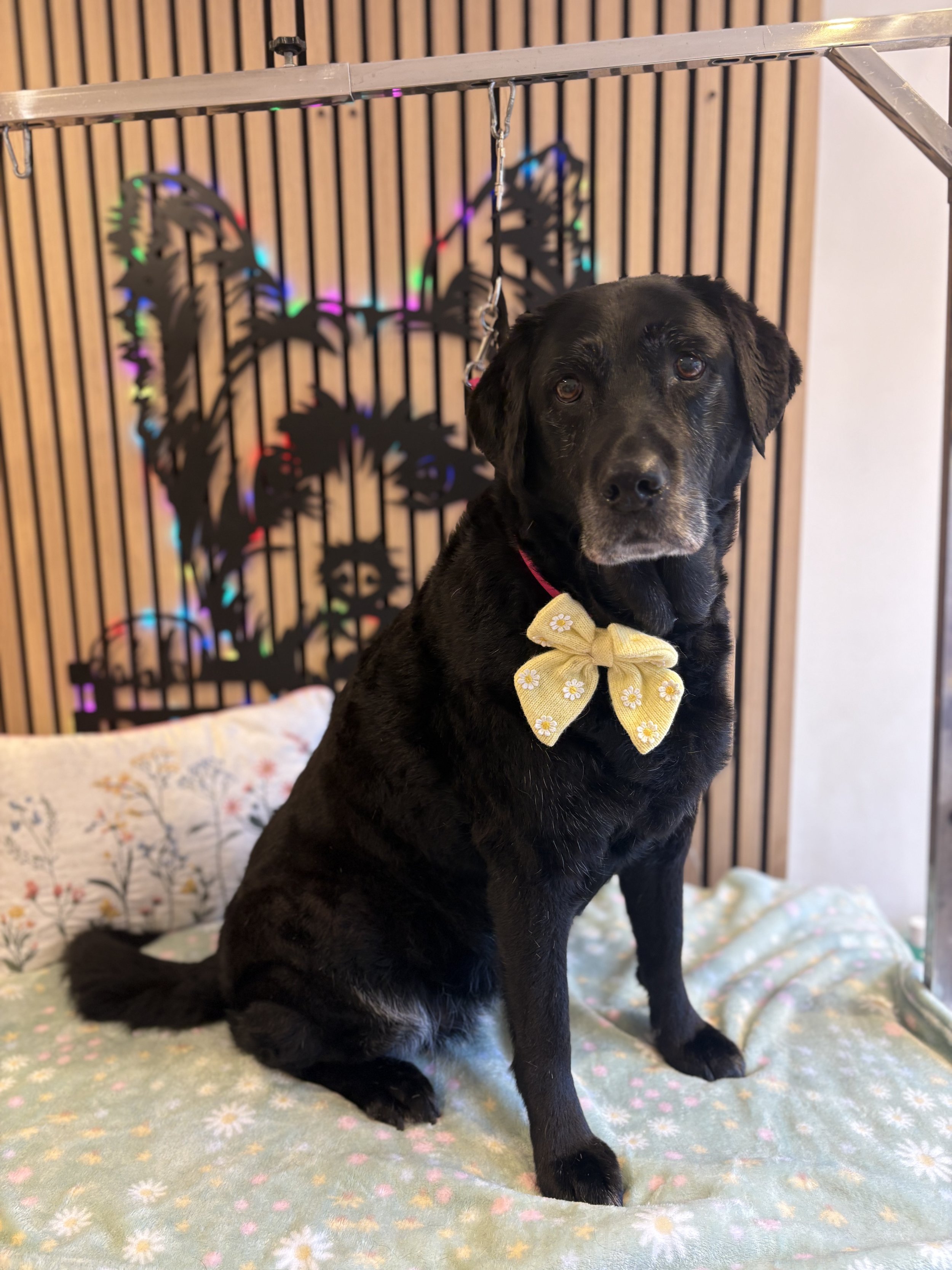 Bo - Deshed Groom