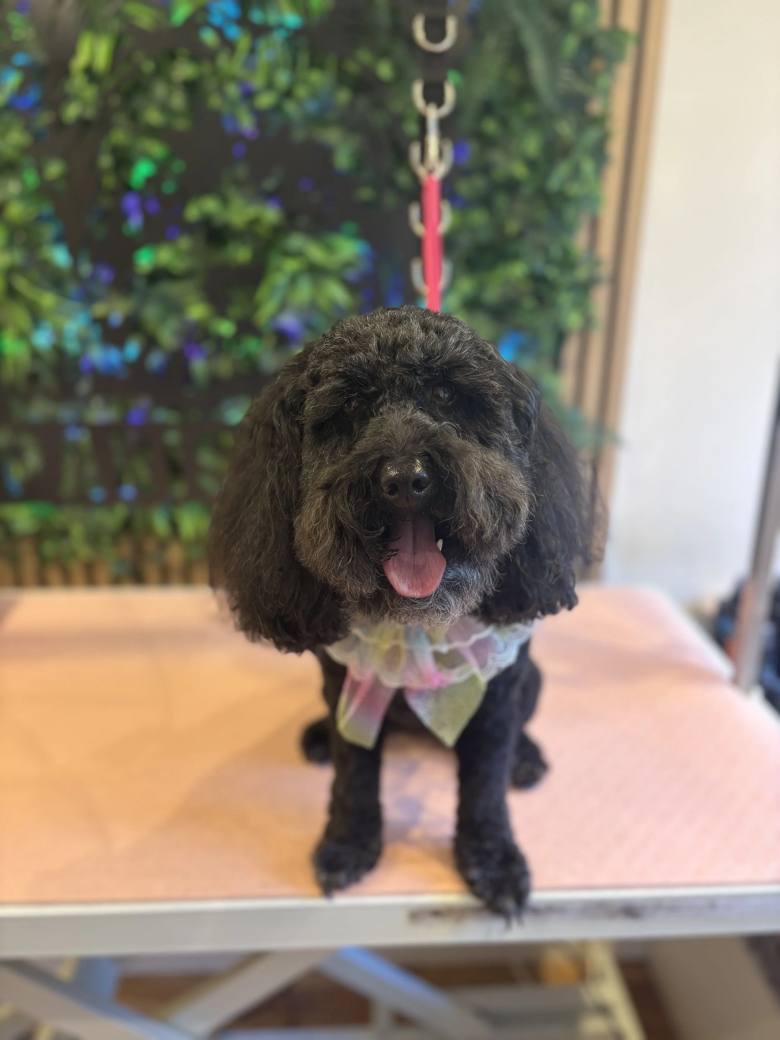 Gertie - Full Groom
