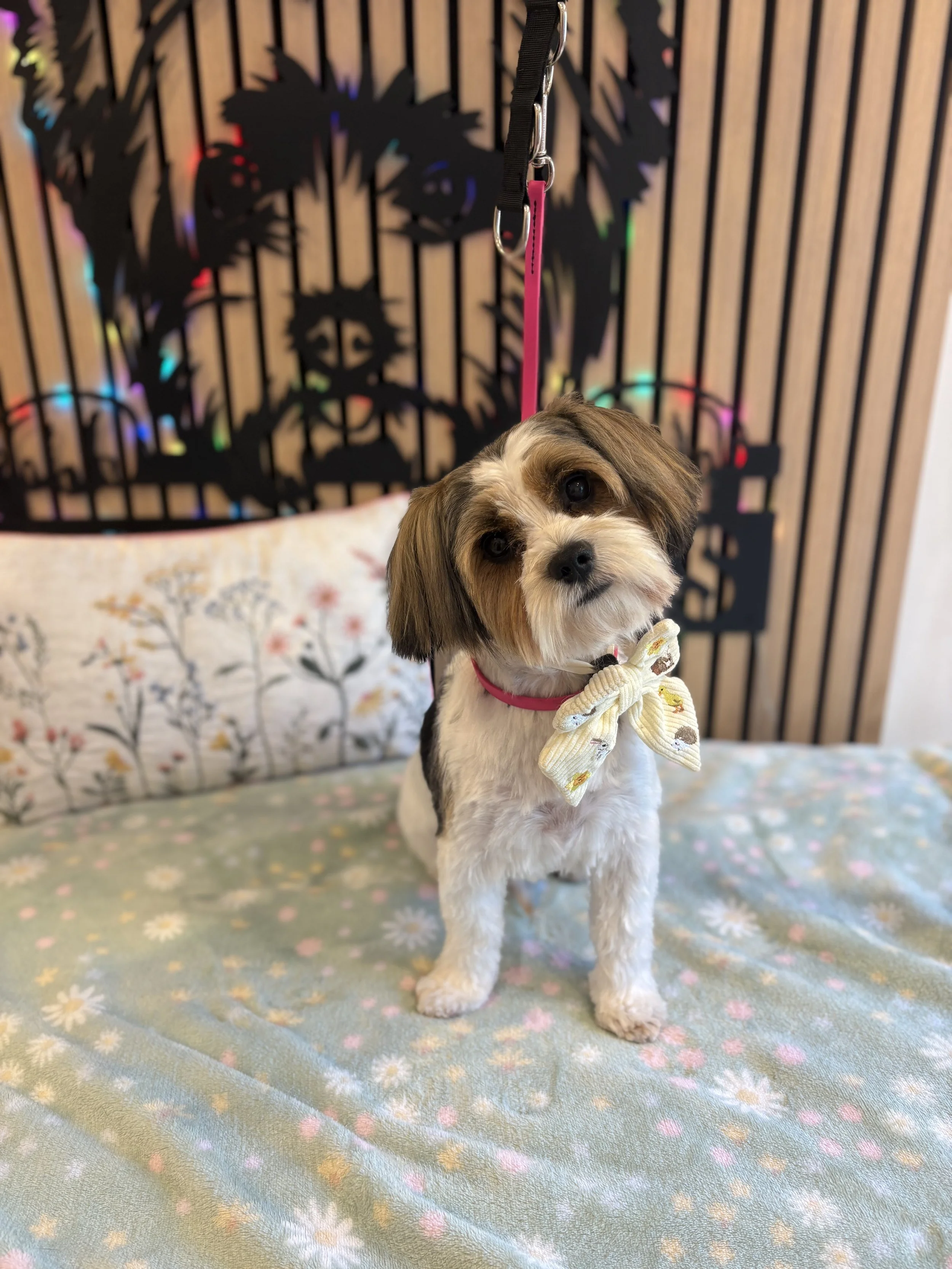 Olaf - Full Groom