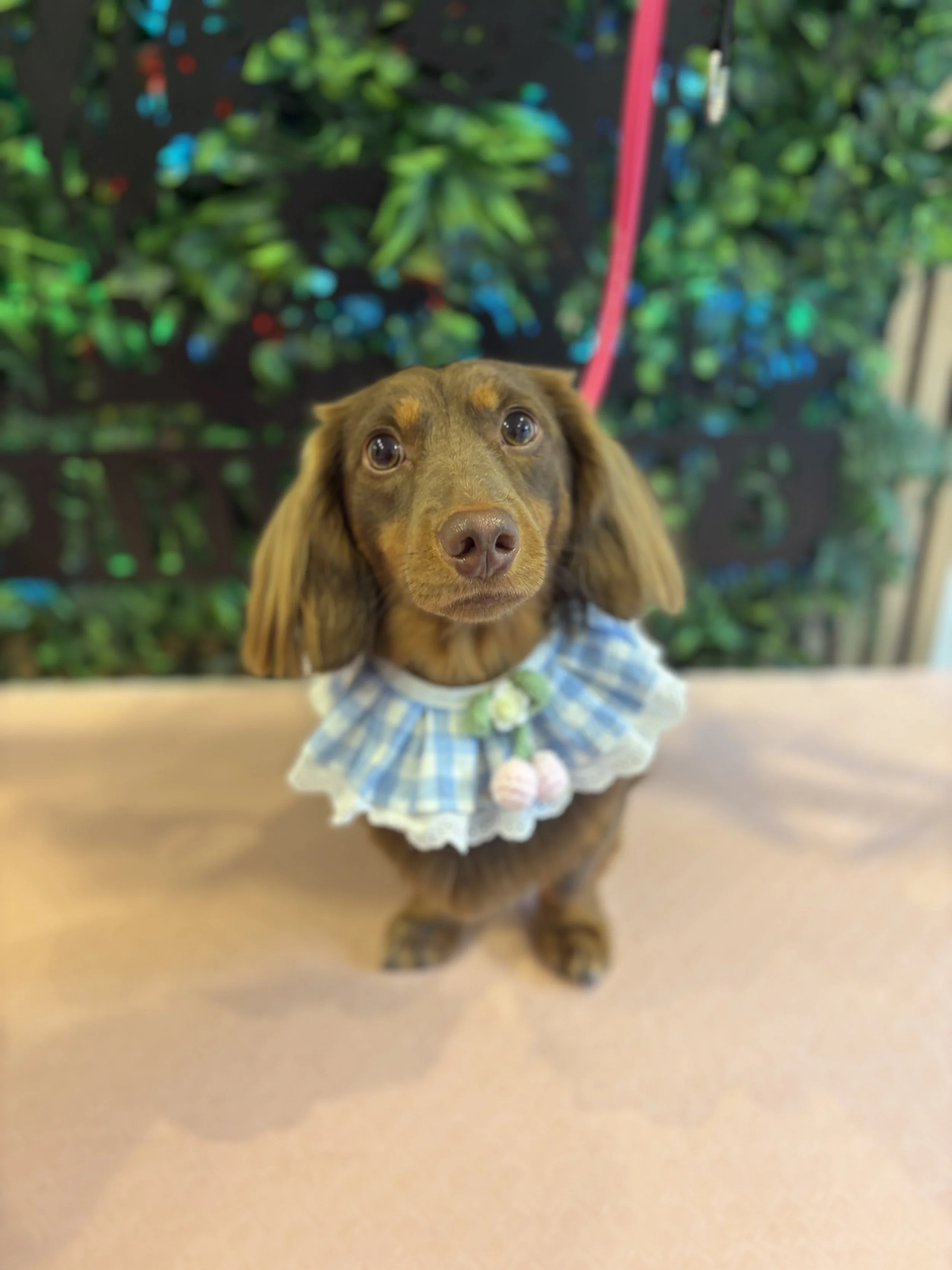 Rolo - Full Groom