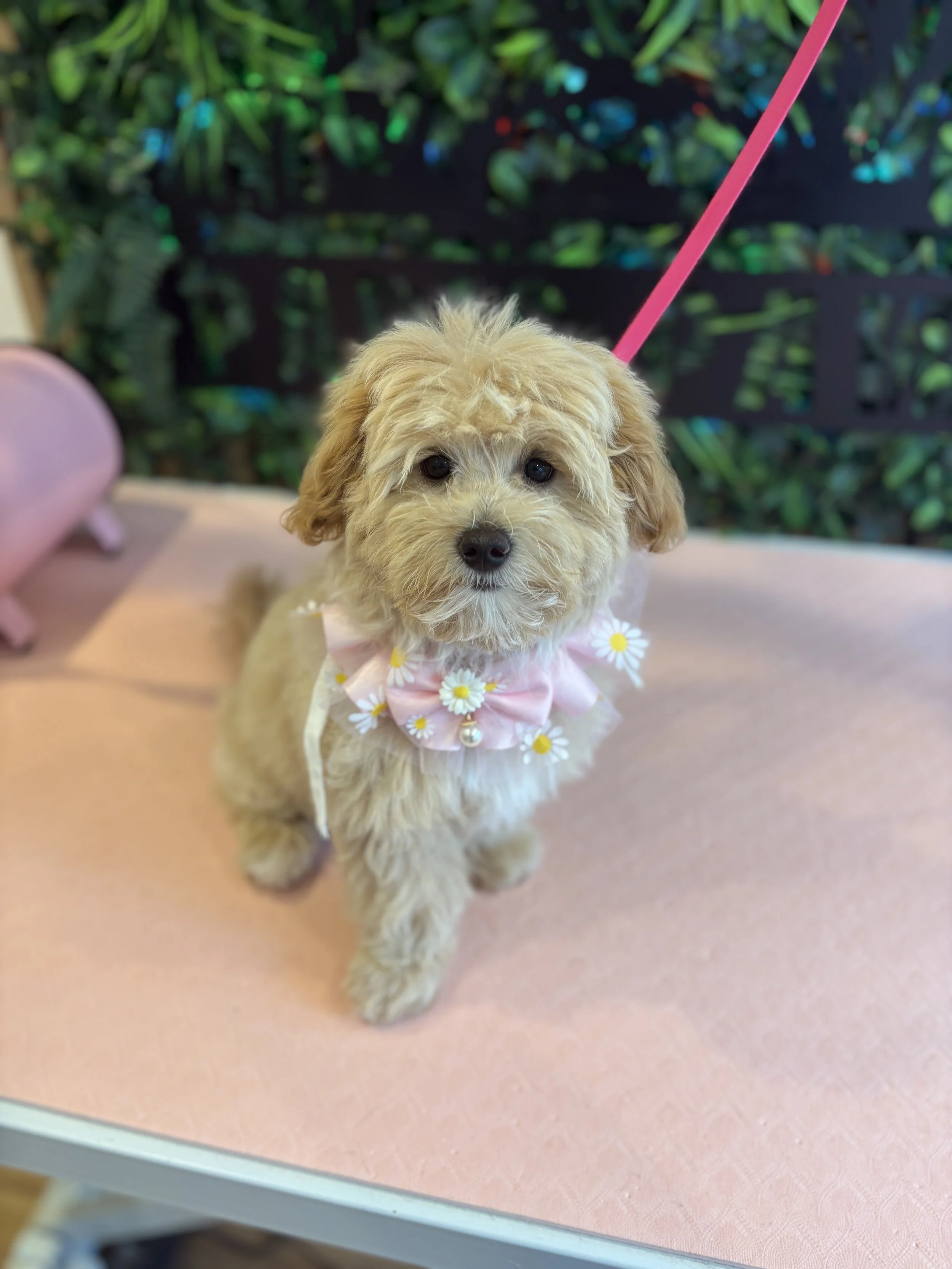 Daisy - Puppy Groom