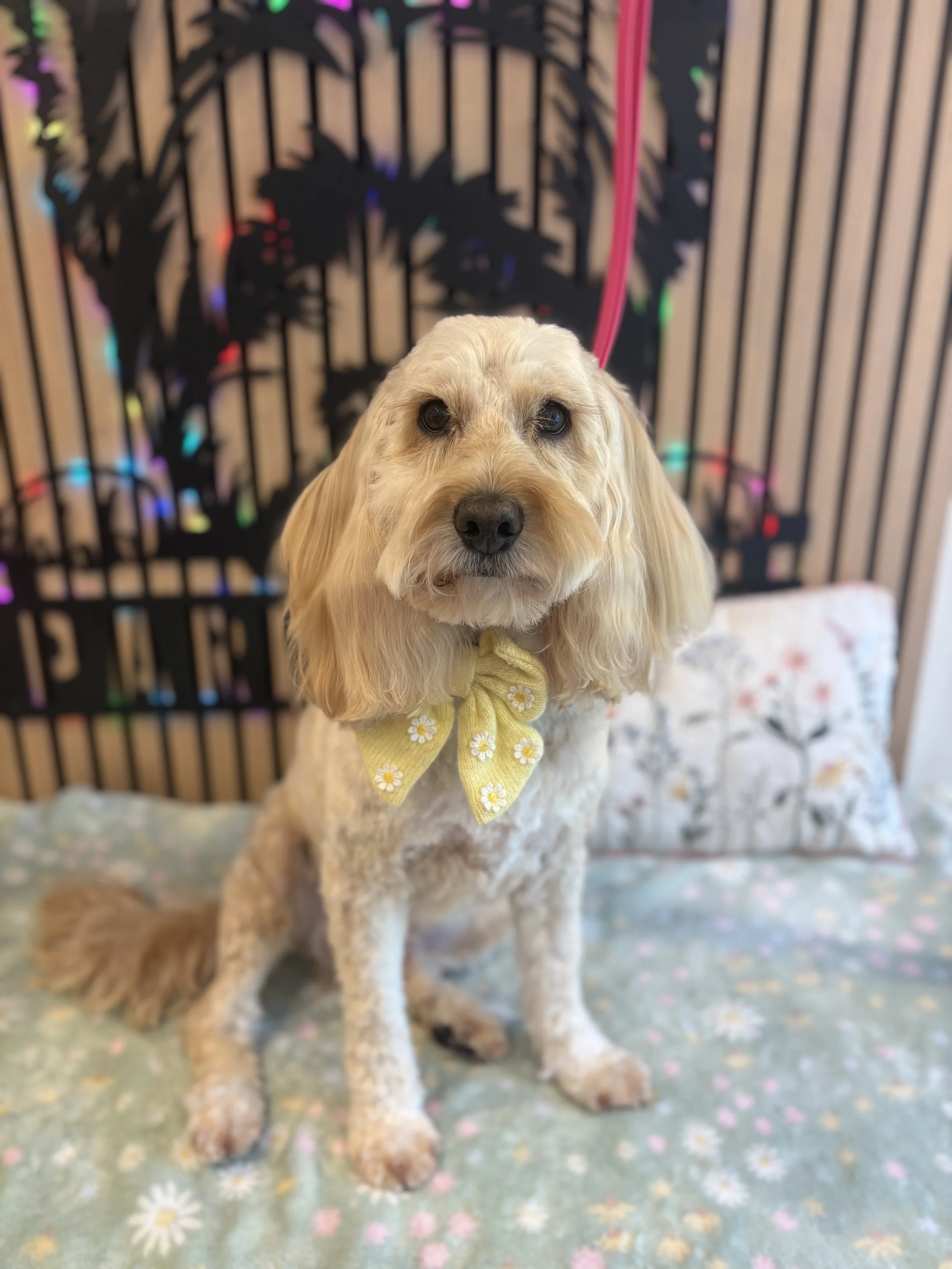 Harely - Full Groom