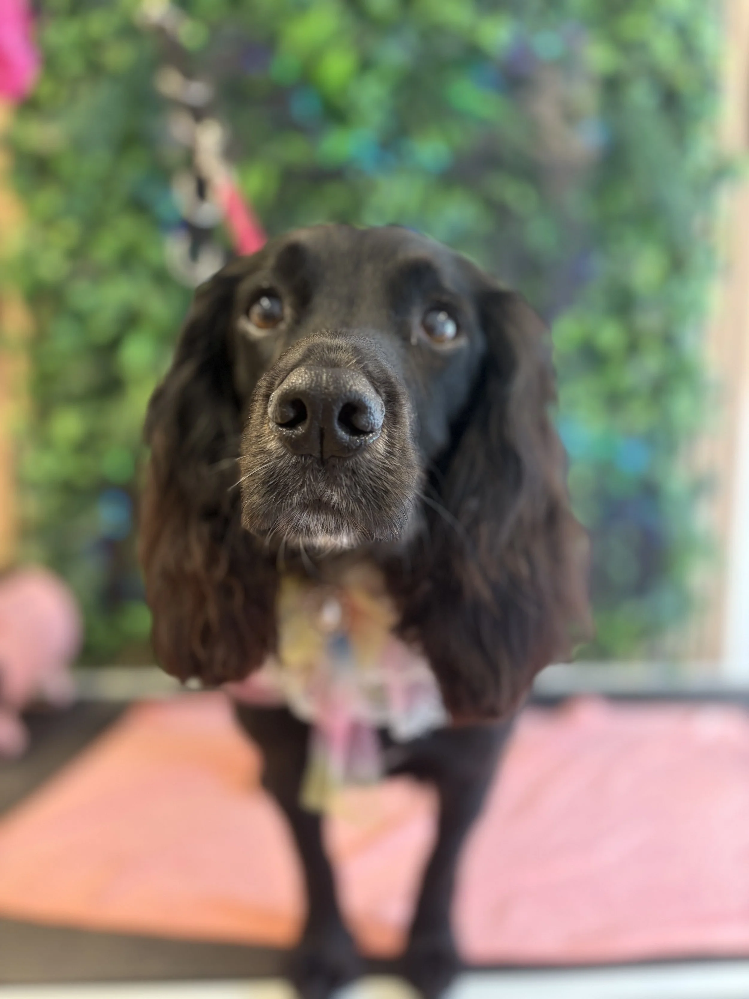 Isla - Full Groom