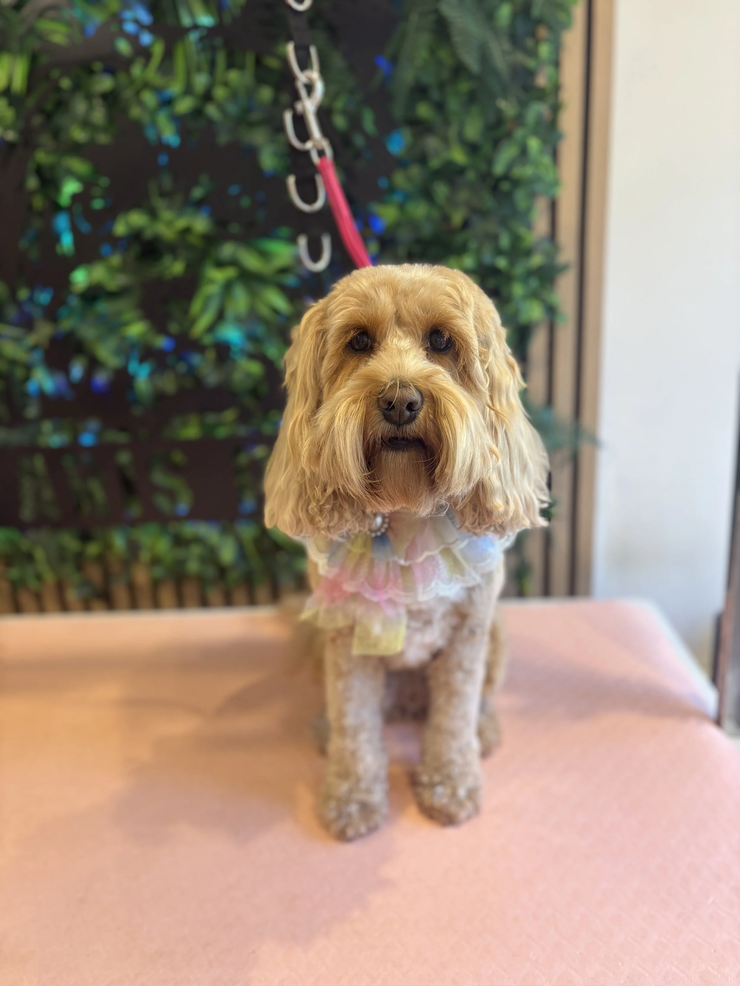 Wren - Full Groom