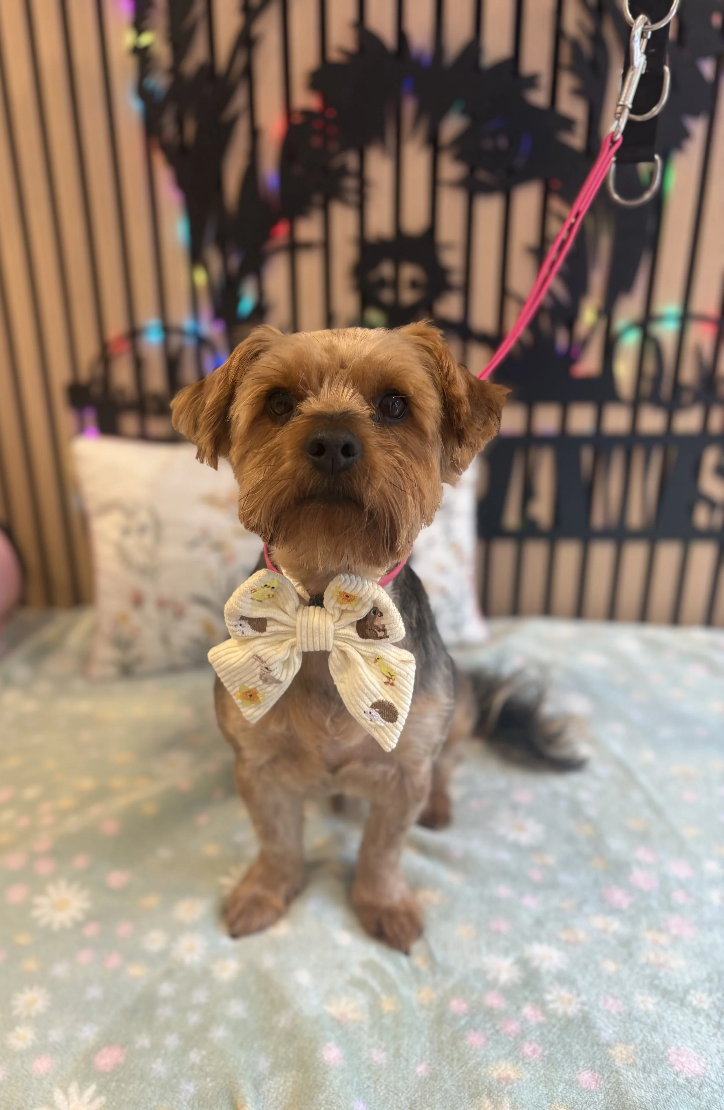 Gary - Full Groom