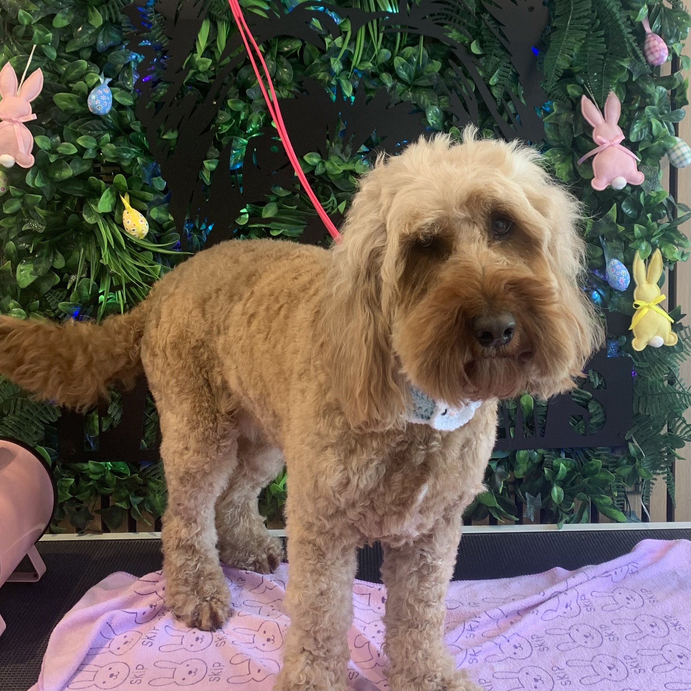 Bailey - Wash & Go