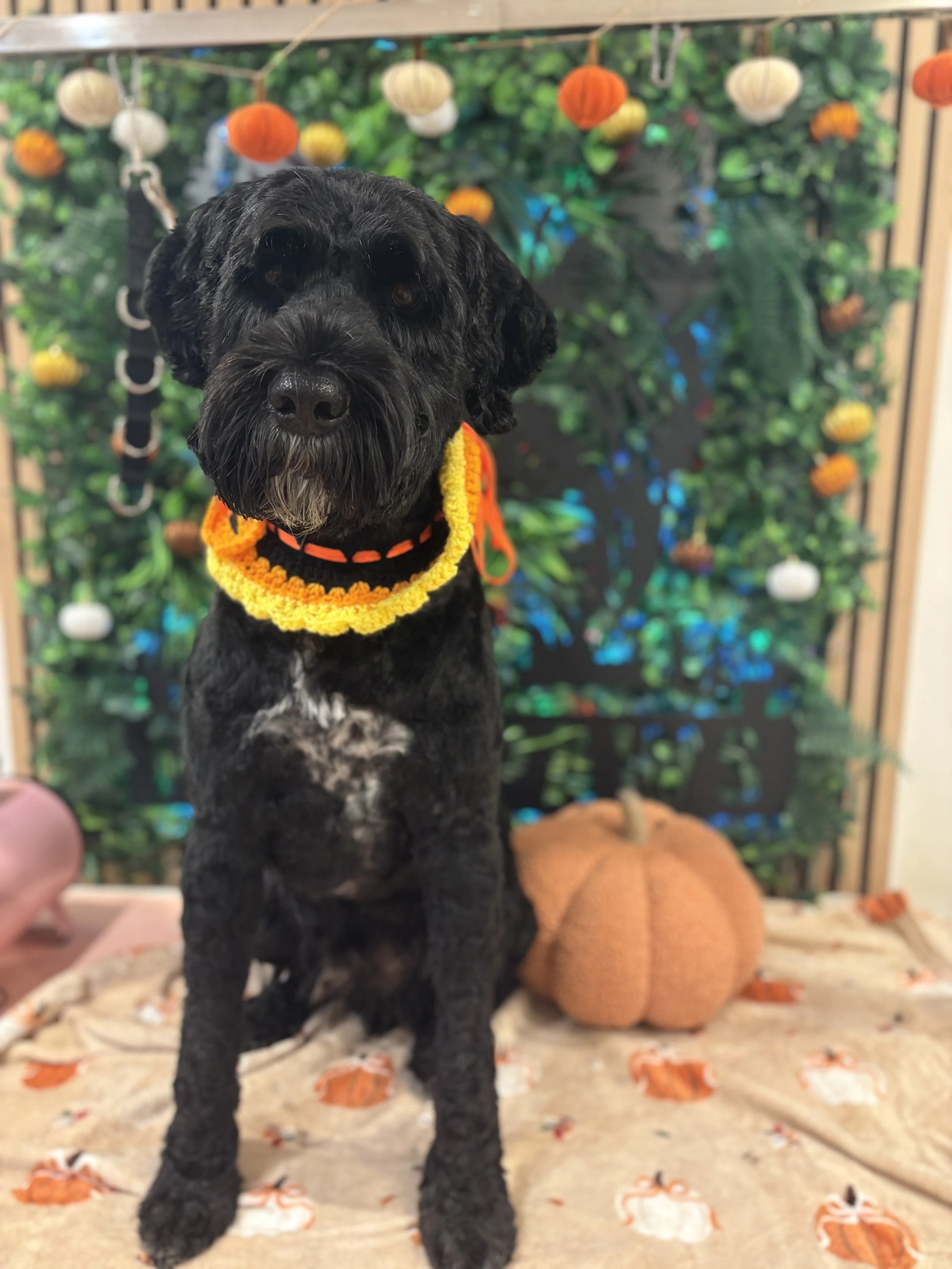 Rupert - Full Groom