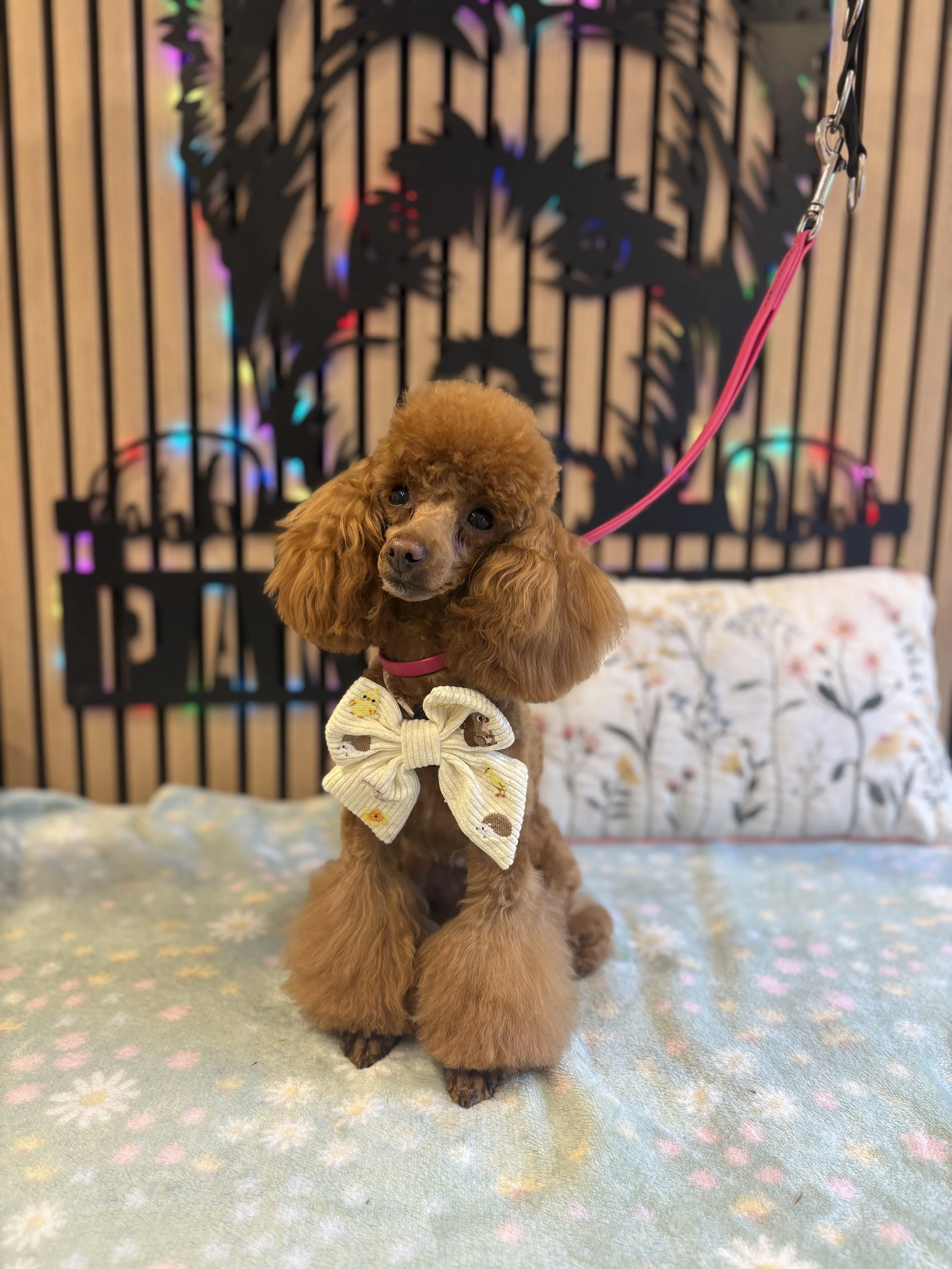 Evie - Full Groom