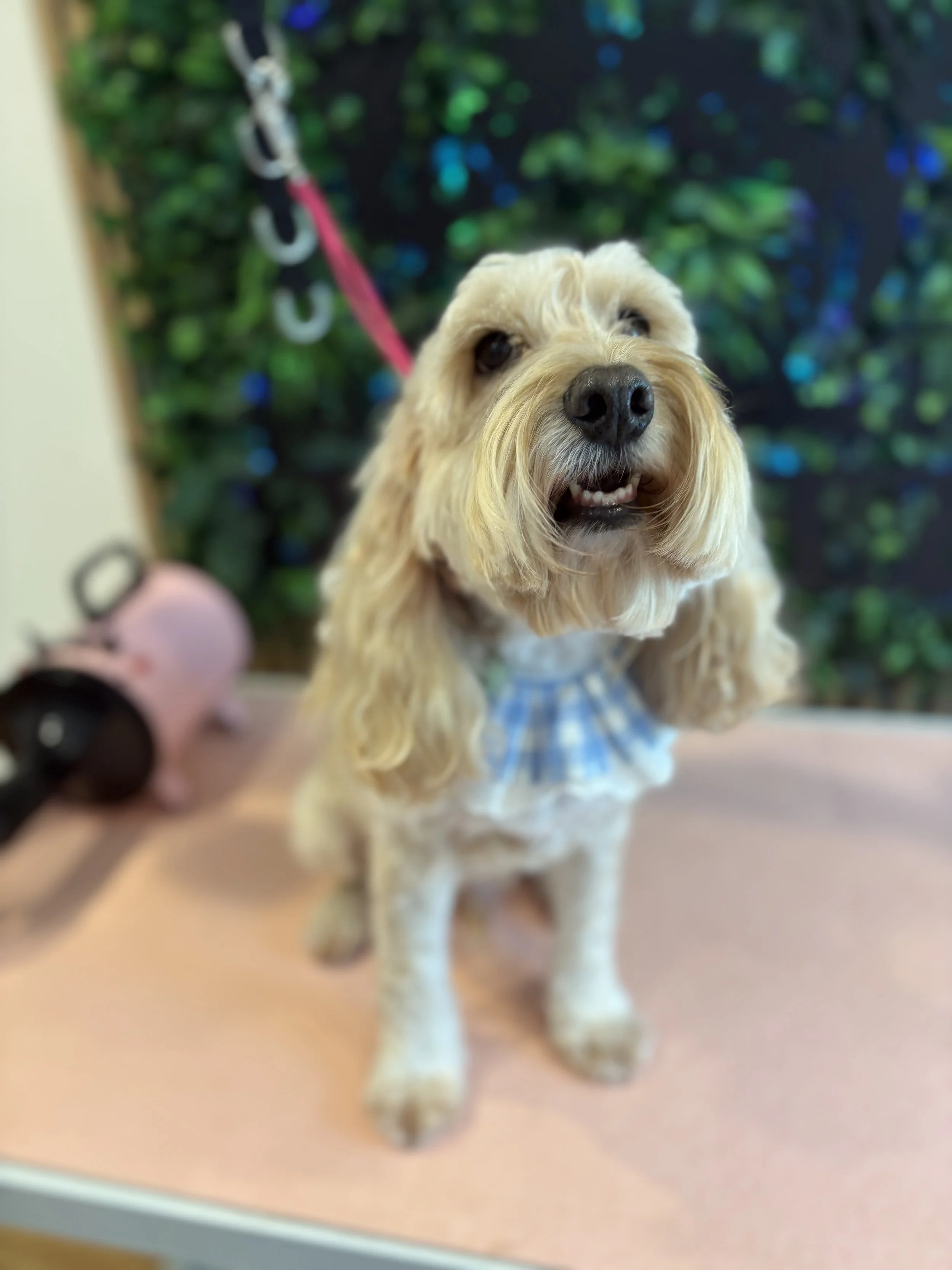 Harley - Full Groom