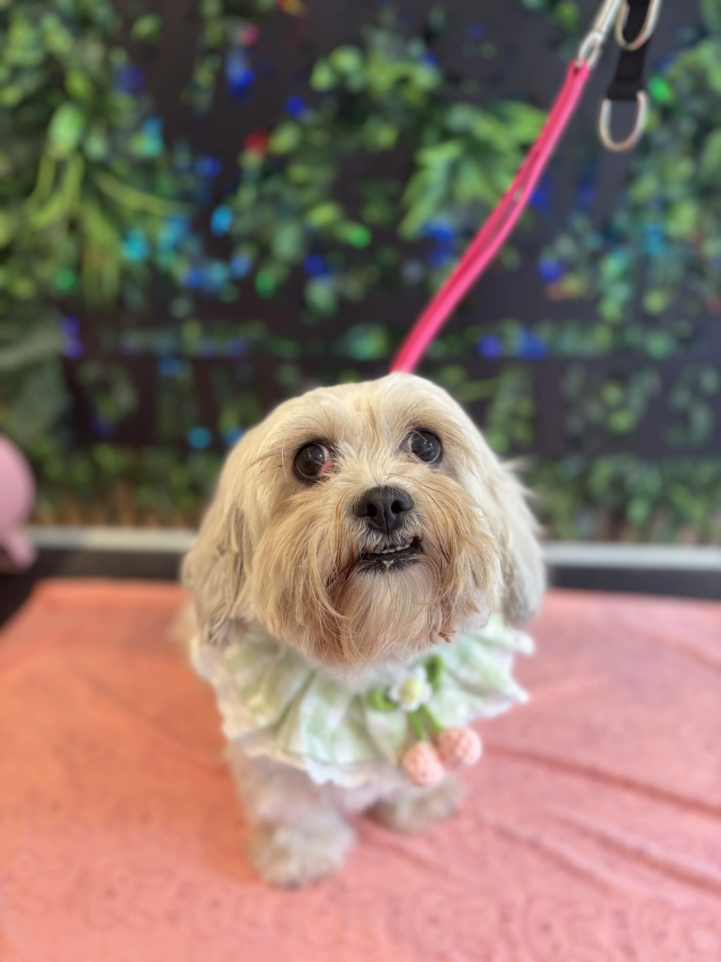 Skye - Full Groom