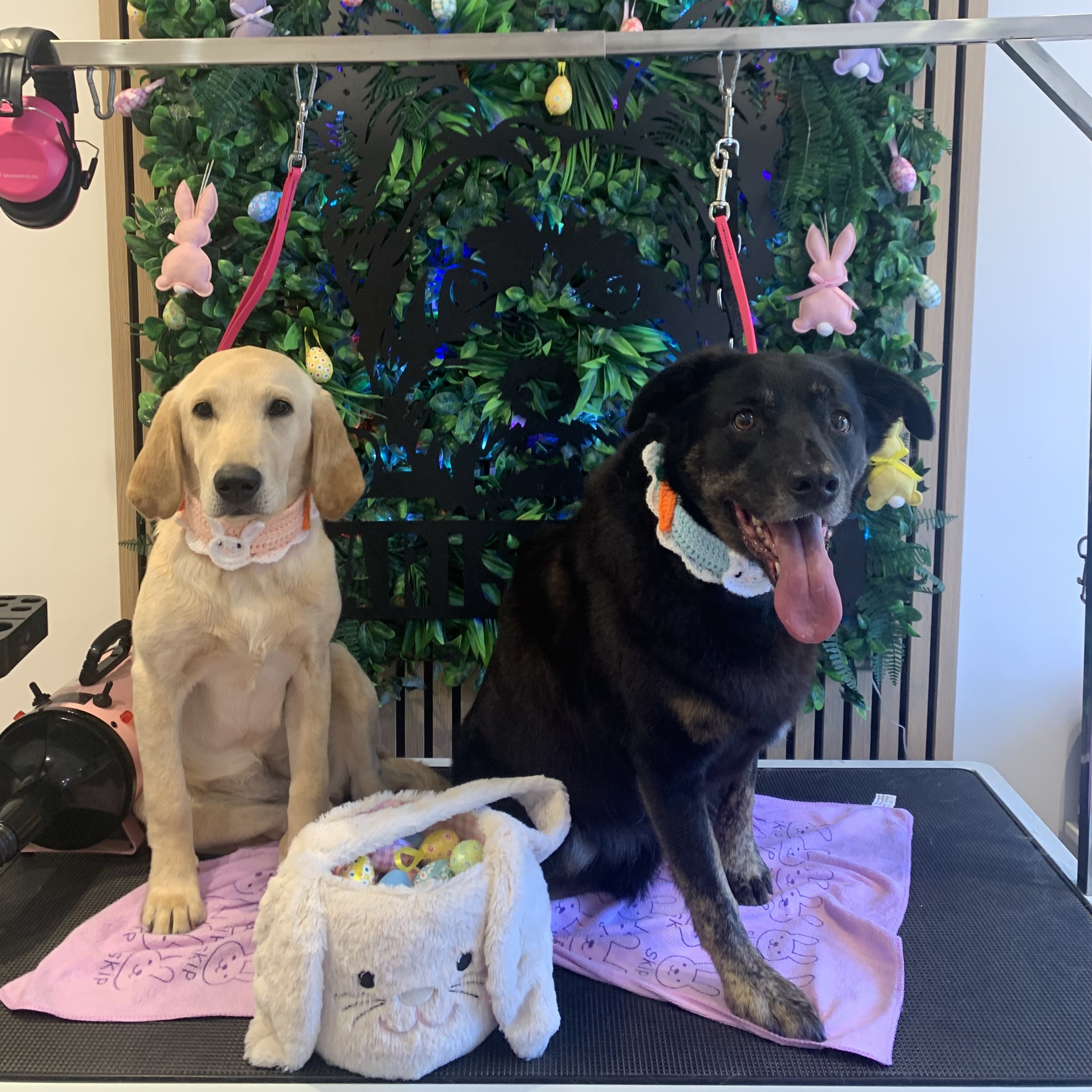 Millie & Flo - Puppy Groom & BBT