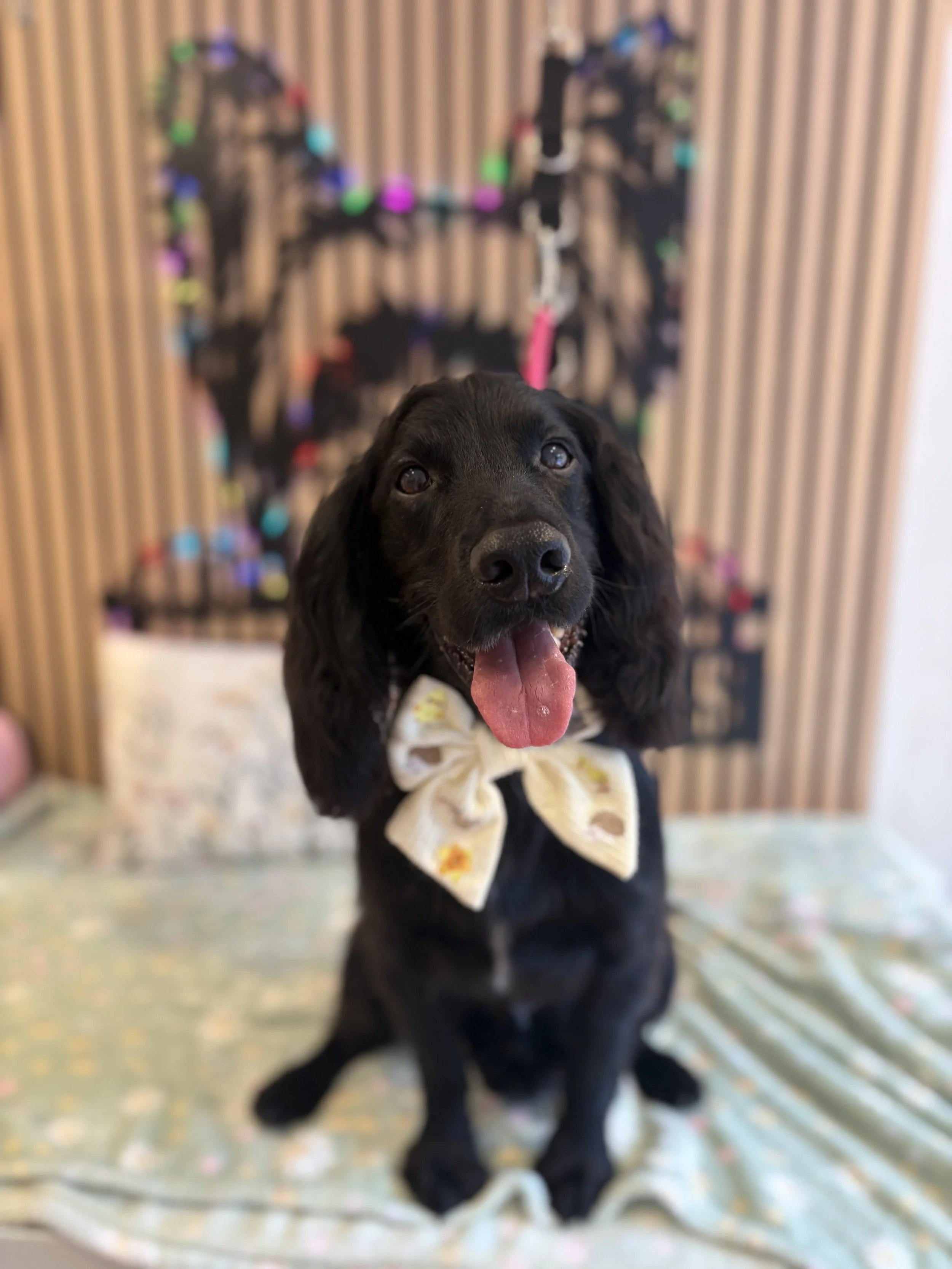 Henry - Full Groom