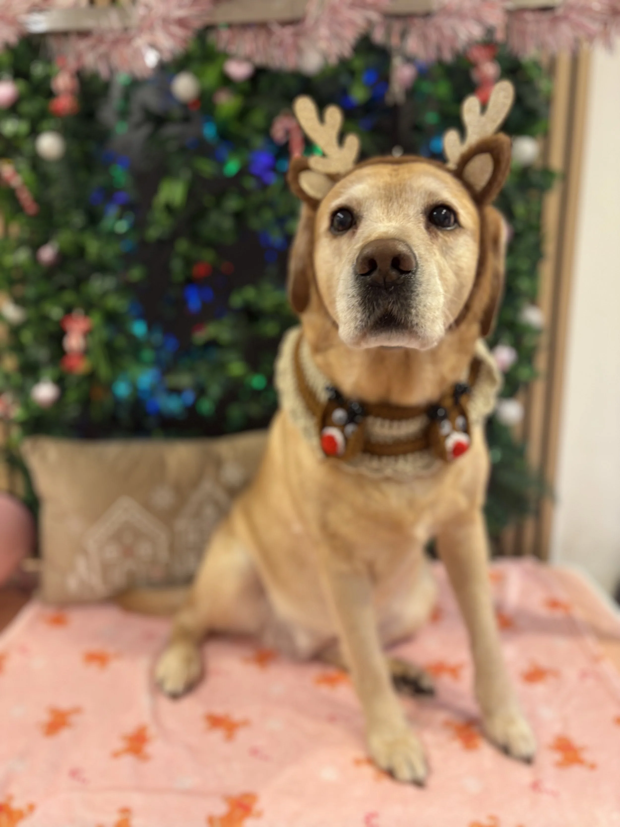 Pebbles - Full Groom