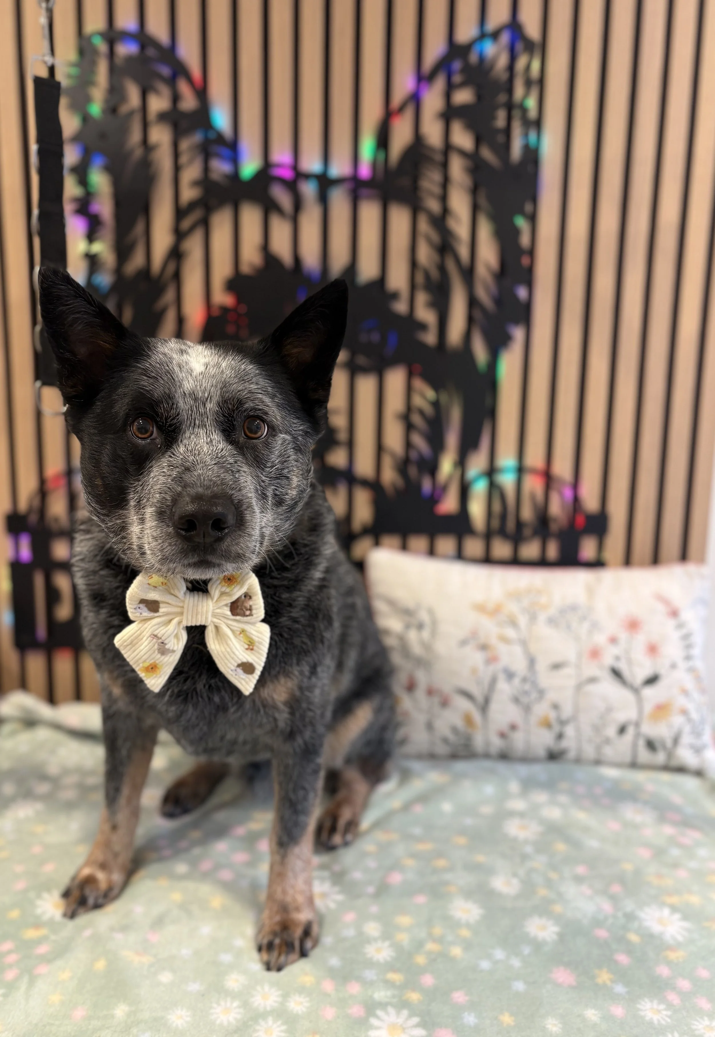 Ryder - Deshed Groom