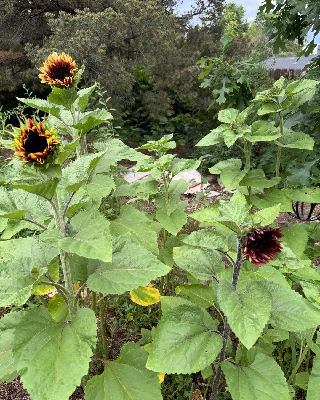My first sunflowers!!