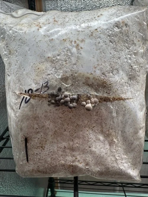 A clear plastic bag filled with a light-colored, possibly fungal or mold growth on a surface, sealed with a string, with a handwritten label reading '10-13'.