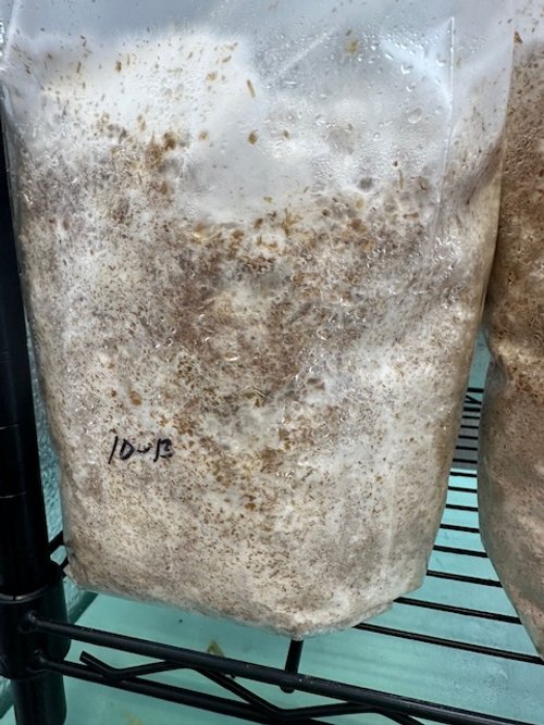Close-up of a sealed plastic bag with a frosted appearance and water droplets, sitting on a metal shelf. The bag appears to contain a fermented or growing substance, possibly in a laboratory or brewing setting.