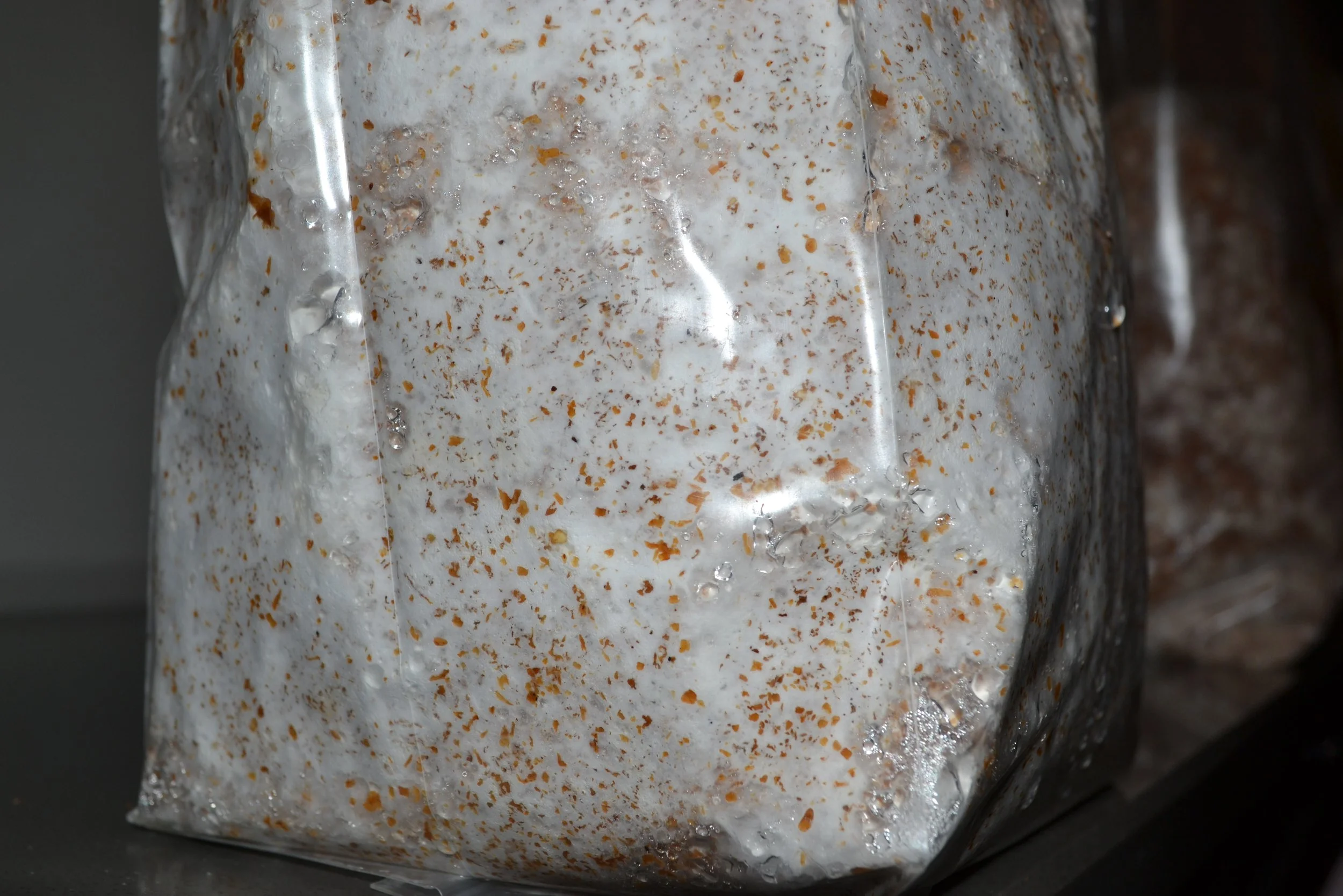 Close-up of a sealed plastic bag filled with a mixture that appears to be a fermented or cultured food item with visible bubbling and specks.