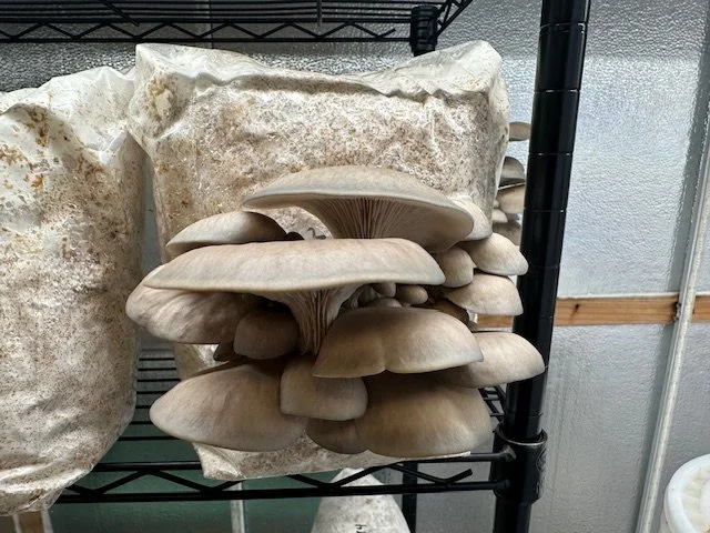 Several large, beige-colored mushrooms growing on a substrate block on a black metal shelf.