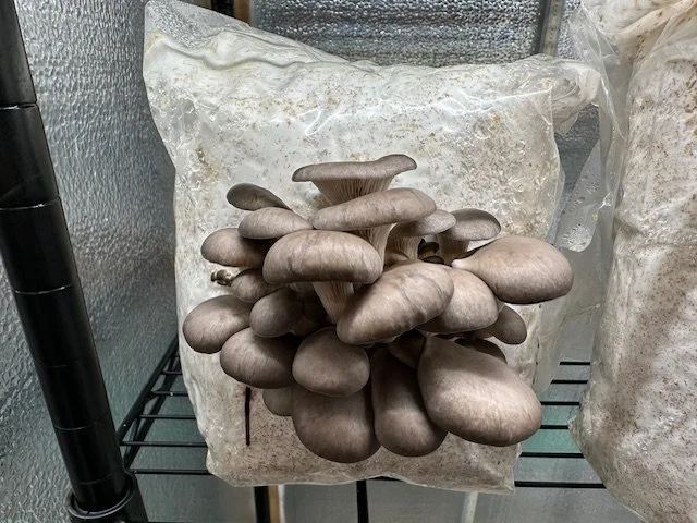 Cluster of grayish-brown oyster mushrooms growing from a plastic bag of substrate.
