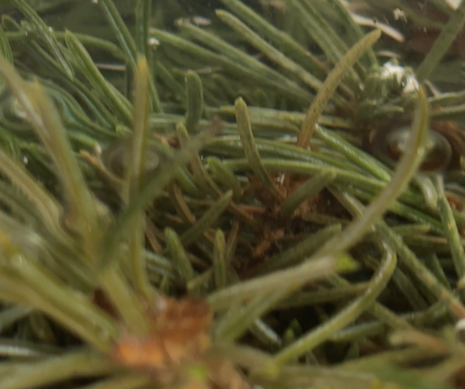 Untitled design (5).png