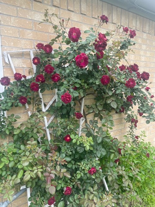 Garden #6