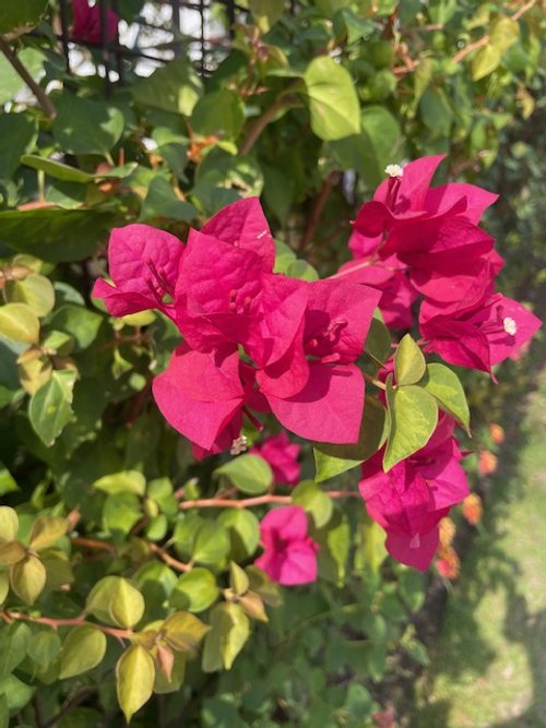 Garden #2