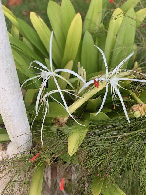 Garden #21