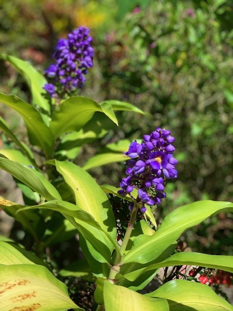 Garden #16