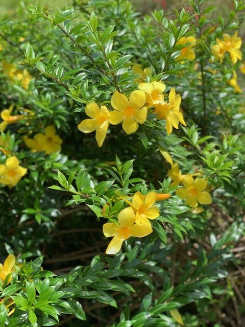 Garden #19