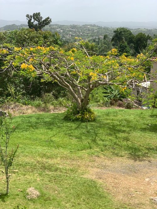 Garden #26